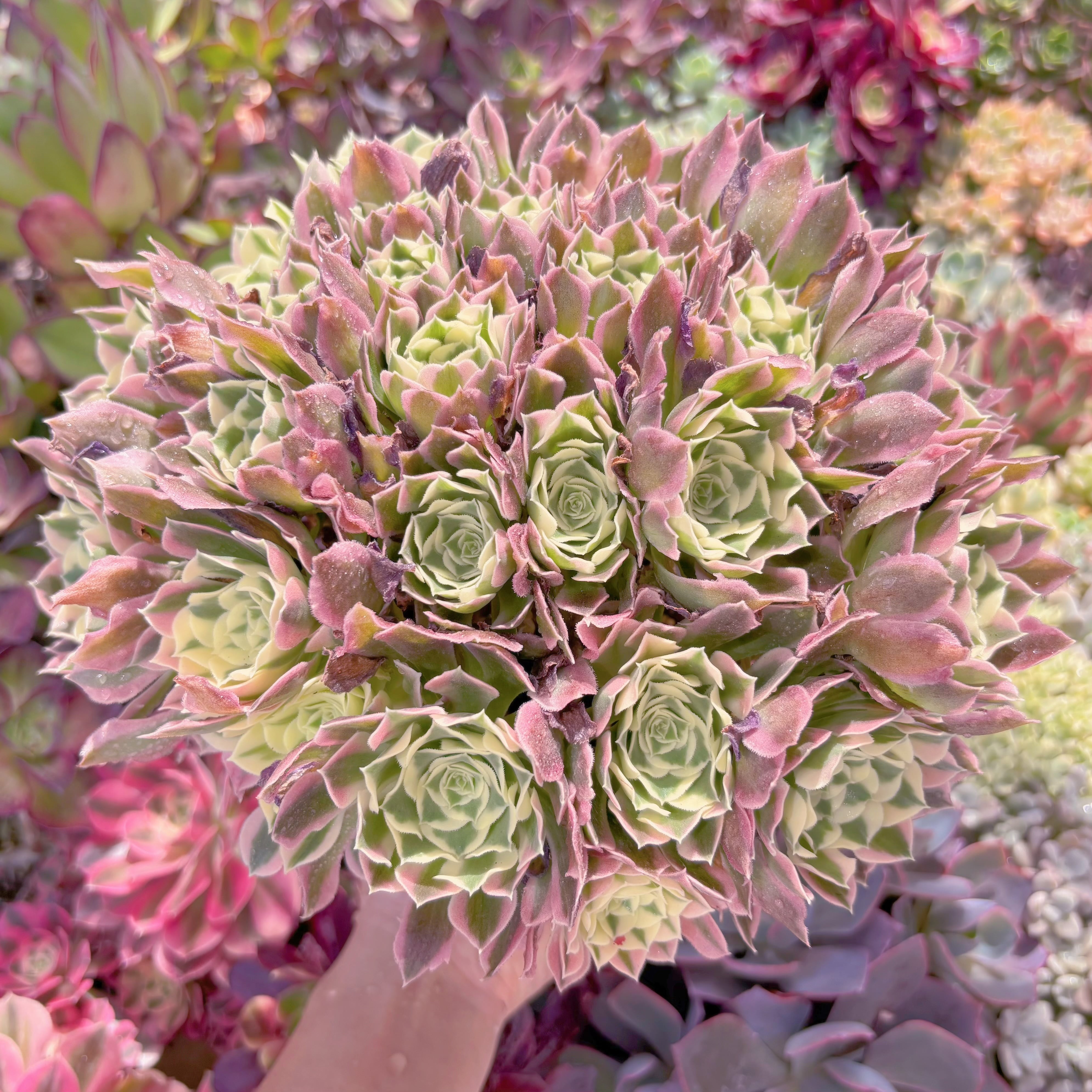 現品　Aeonium白鳳錦#829　特特大群生　新入荷