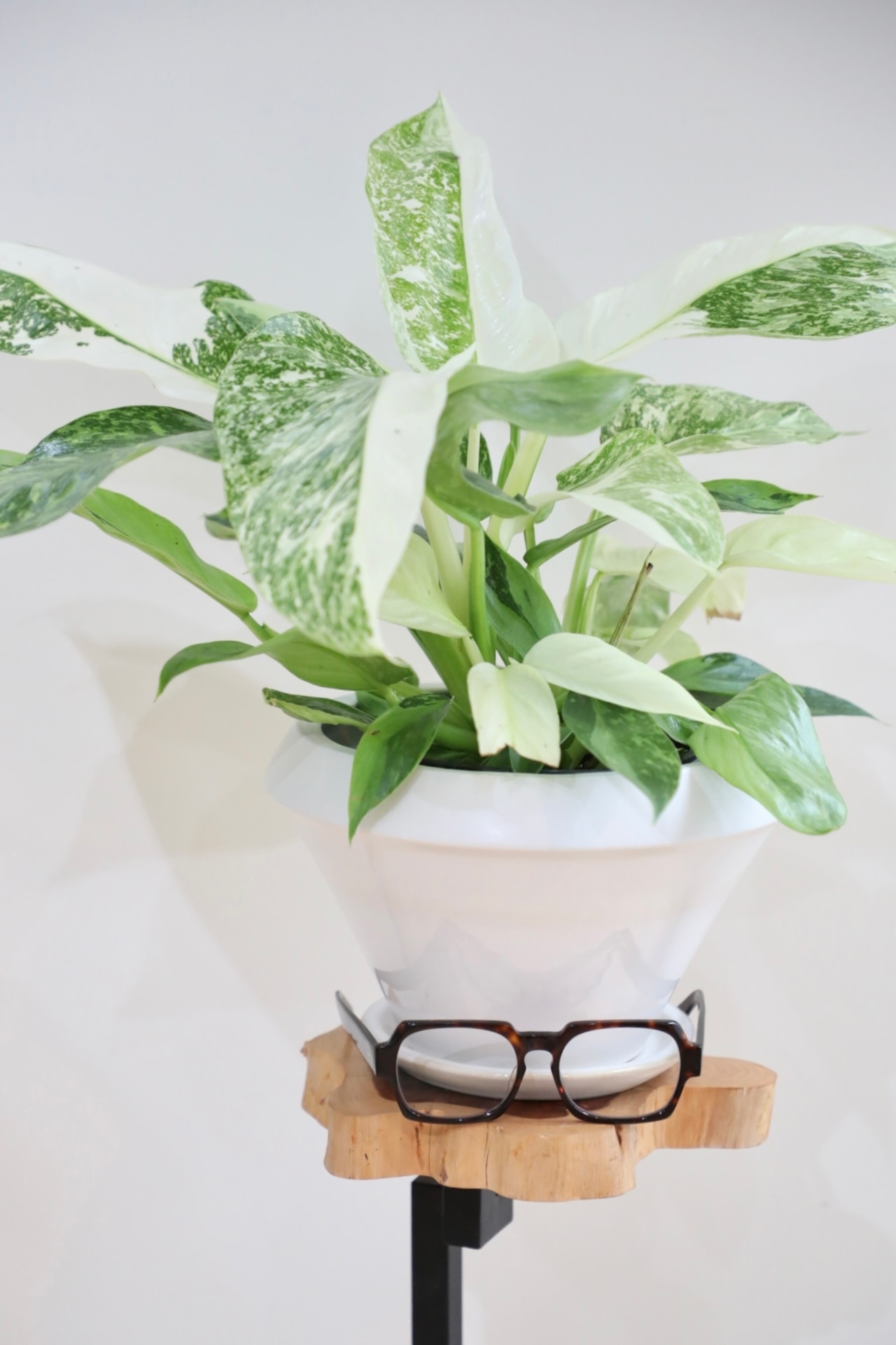 【希少】【M】フィロデンドロン ジョセボーノ/Philodendron  ※陶器鉢付き