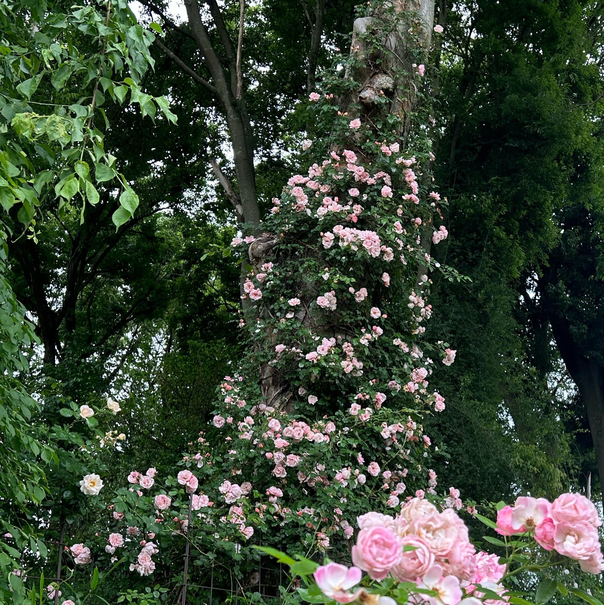 【新作入荷】バラ可能 2 バラ・Roses | P's SHOP