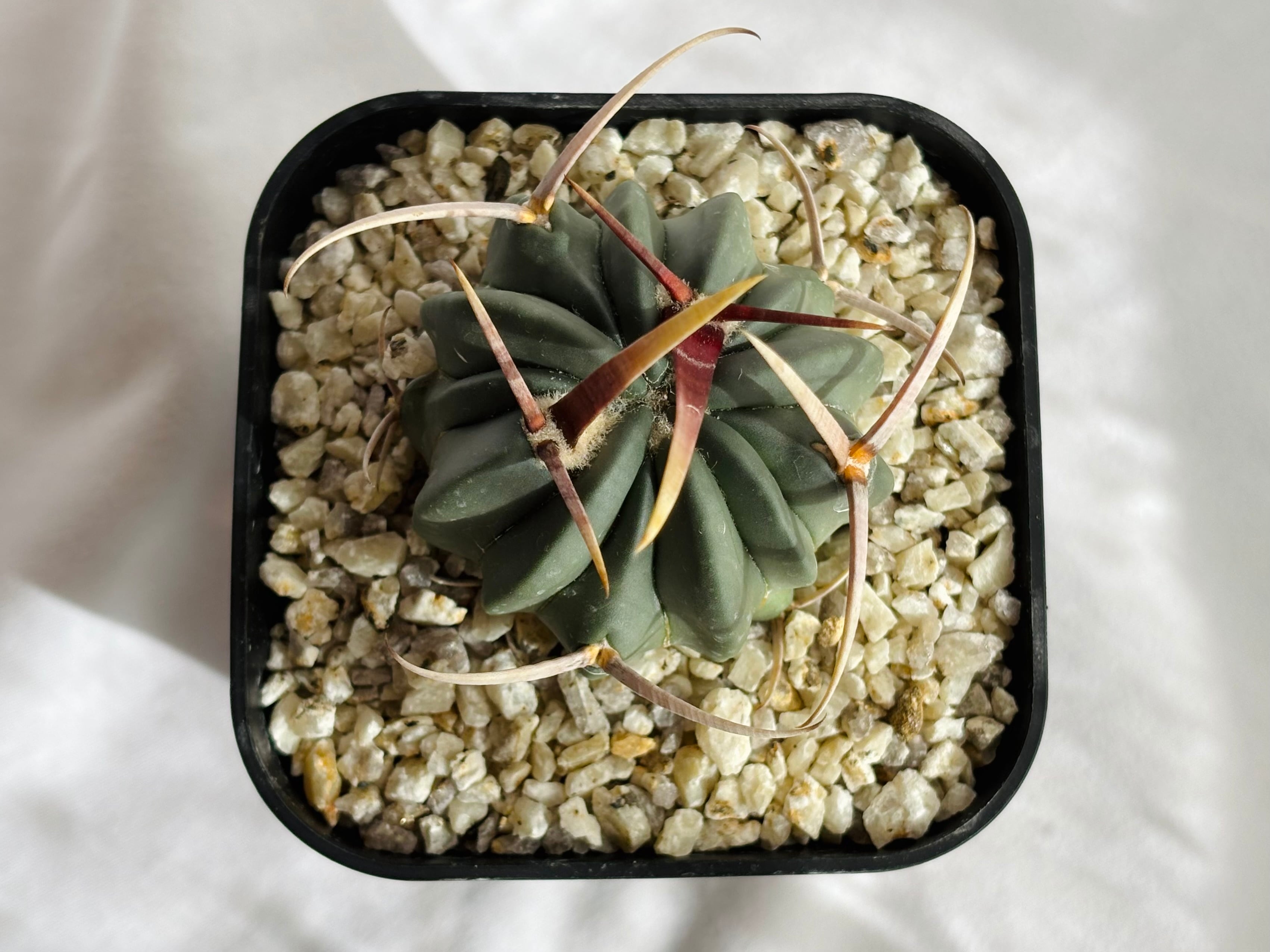 竜剣丸　実生　エキノカクタス　サボテン サボテン：エキノフォスロカクタス 竜剣丸*幅11cm 現品！一品