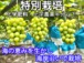 シャインマスカット【種なし】　600ｇ　　1房