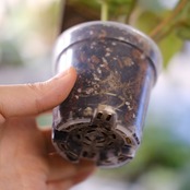 【希少】Anthurium 'Michelle' by DOC BLOCK④ / アンスリウム・ミシェル