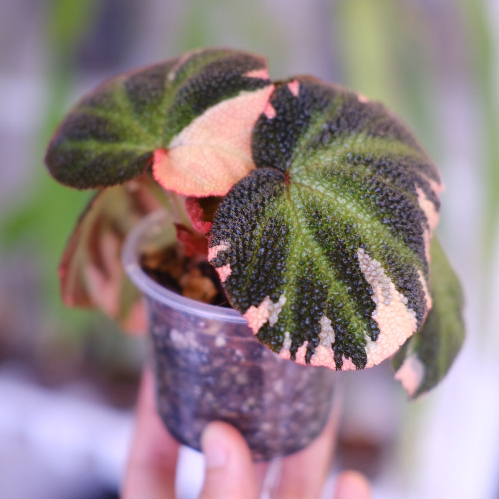 Begonia soli mutata Variegated│ベゴニア ソリムタータ バリエガータ