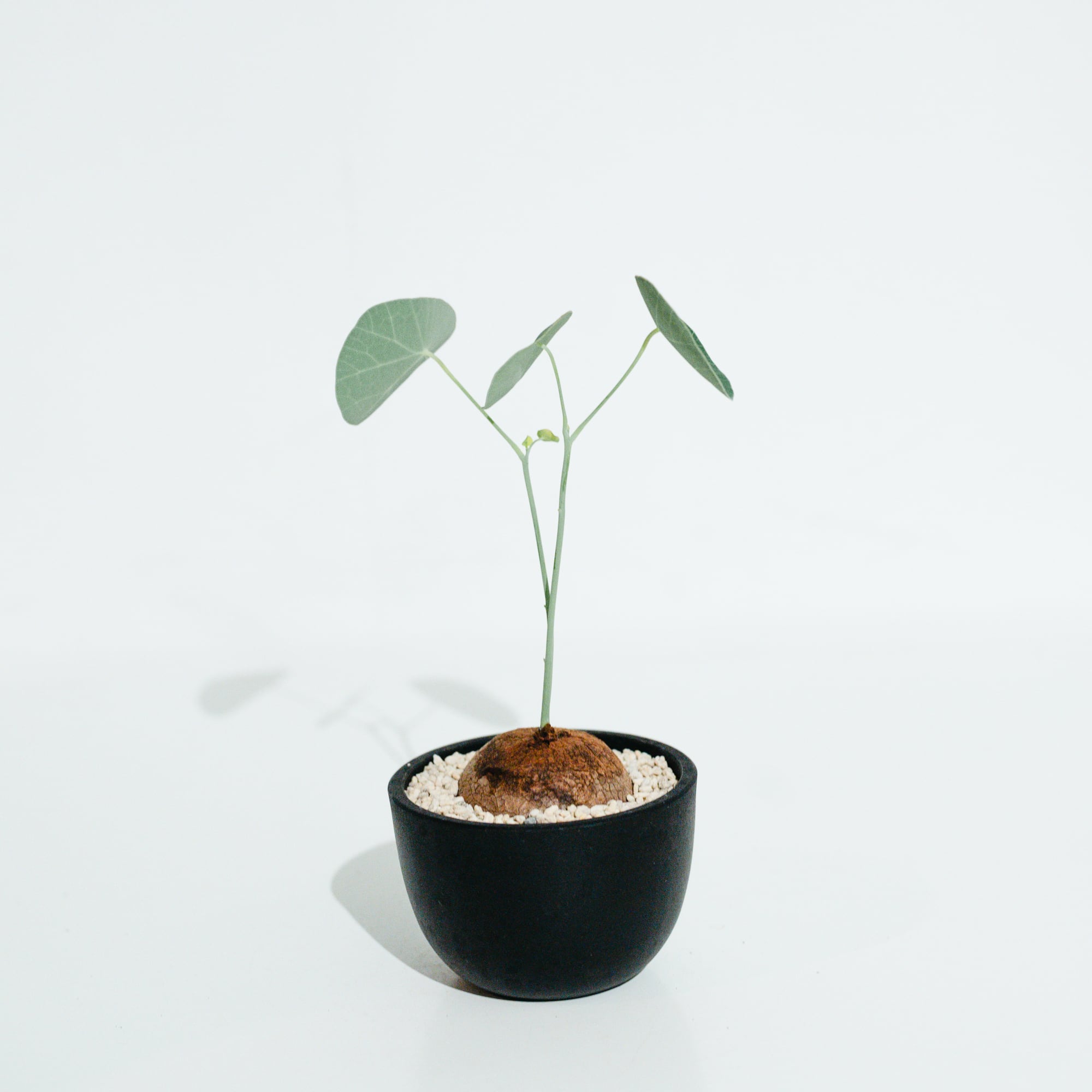 ステファニア・エレクタ（Stephania erecta）_250921 | MERAKI