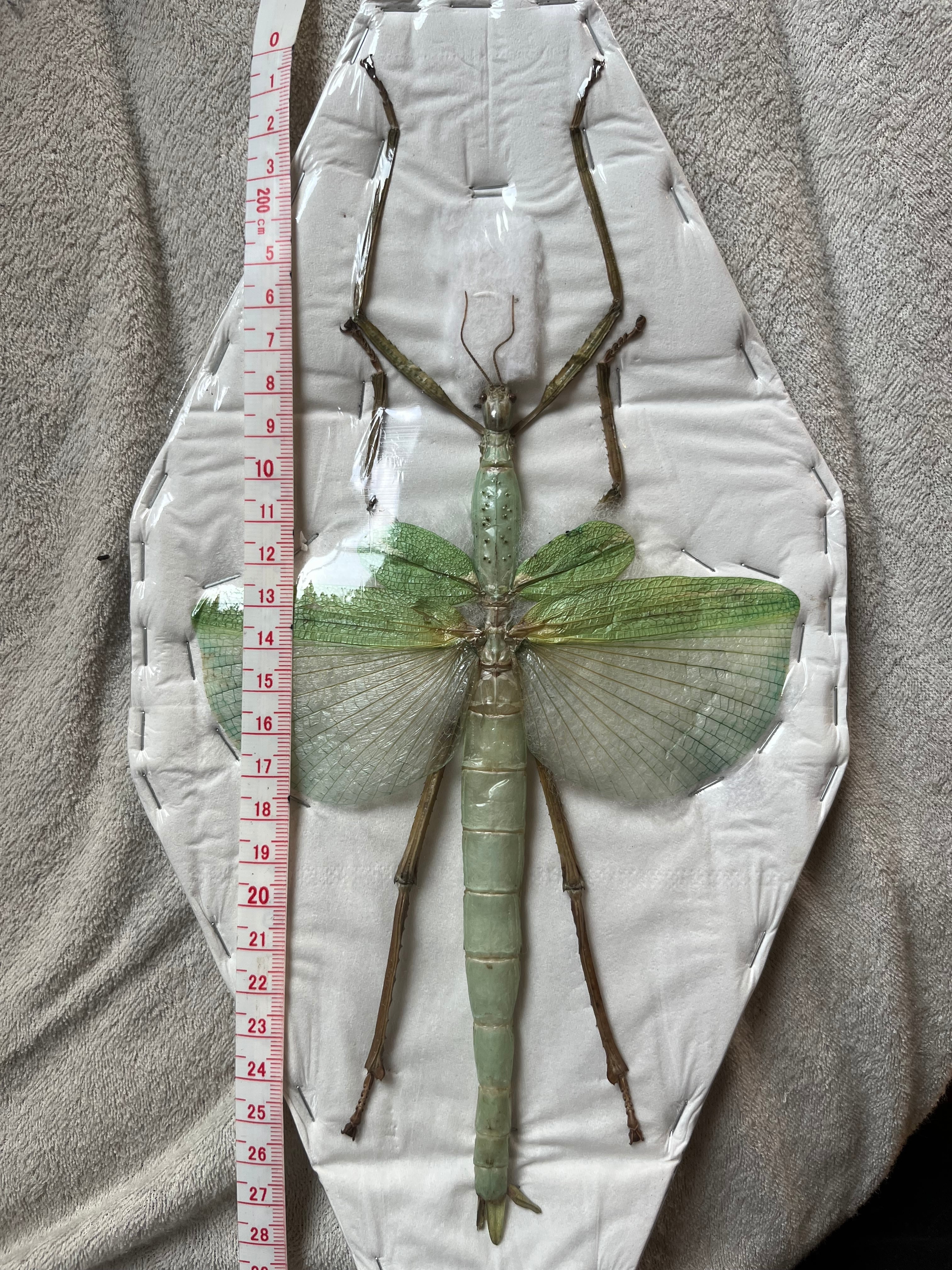 ゴライアスオオトビナナフシ 陸のザリガニ歩くソーセージコノハムシ直