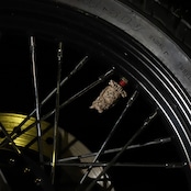 THE ORDER FROM RULER VALVE CAP /ブラウン