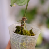 アンスリウム・レガレ / Anthurium Regale㉓│観葉植物