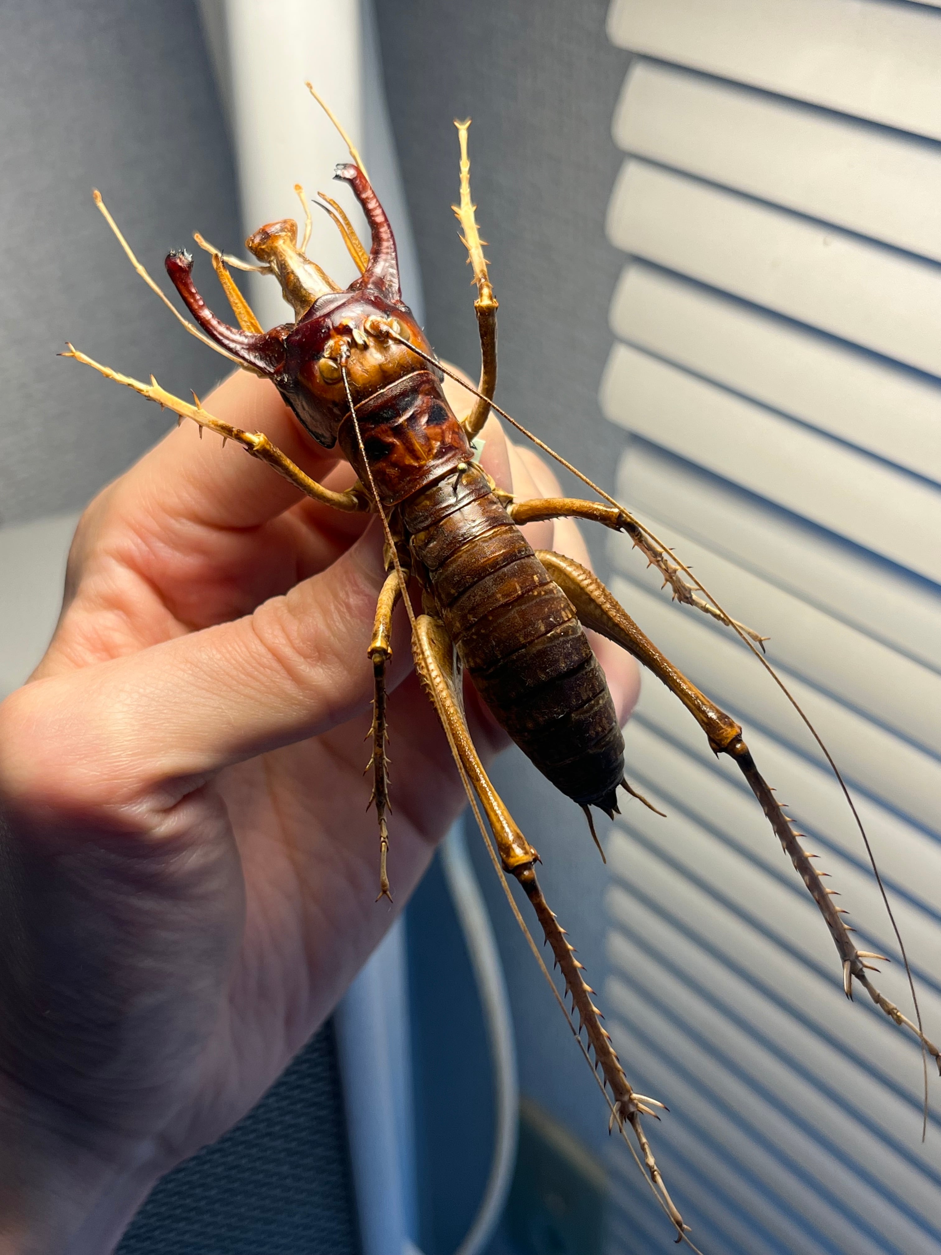 マキバネコロギス 昆虫標本バッタ キリギリスコロギスリオック直翅類