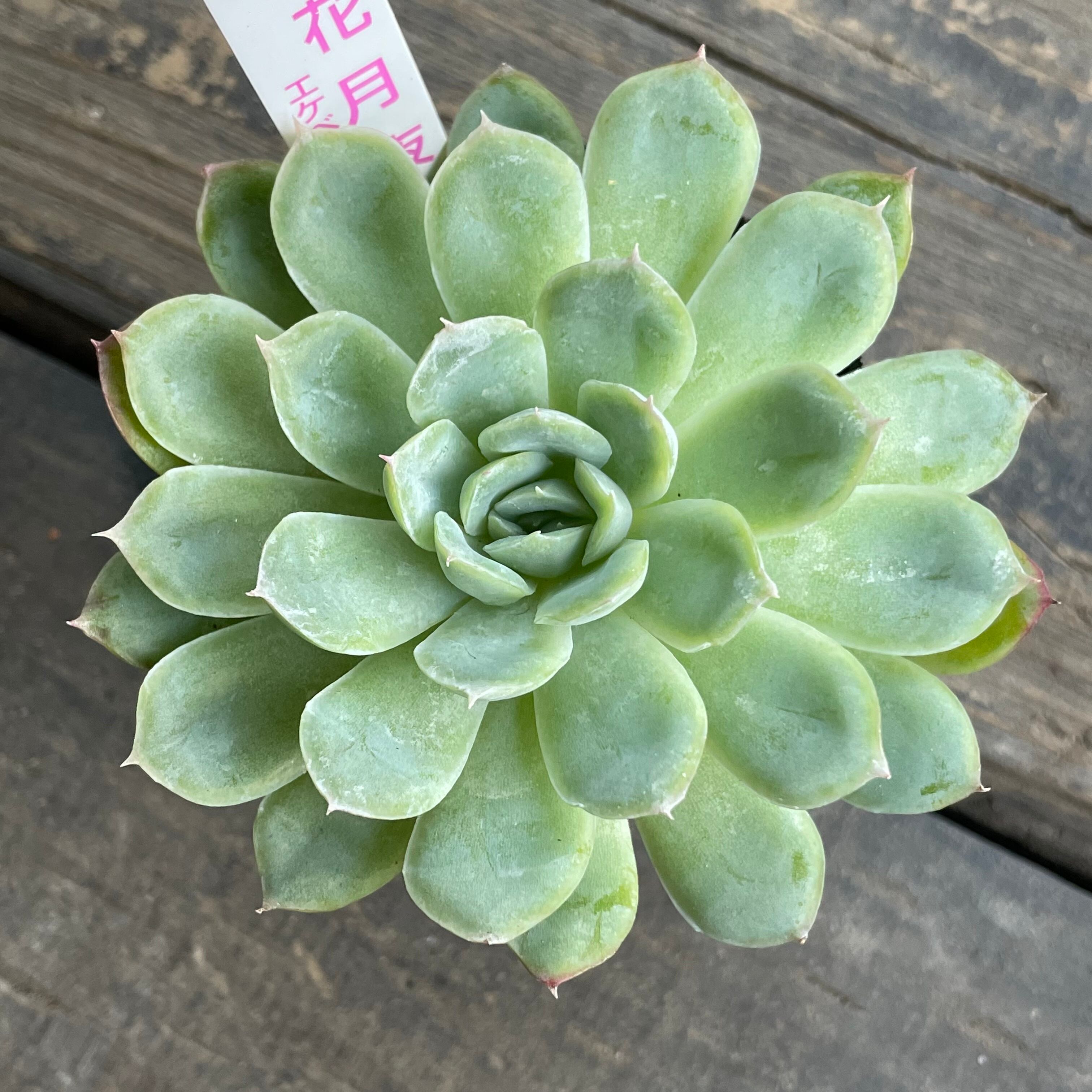 花月夜 Rupo 多肉植物専門店
