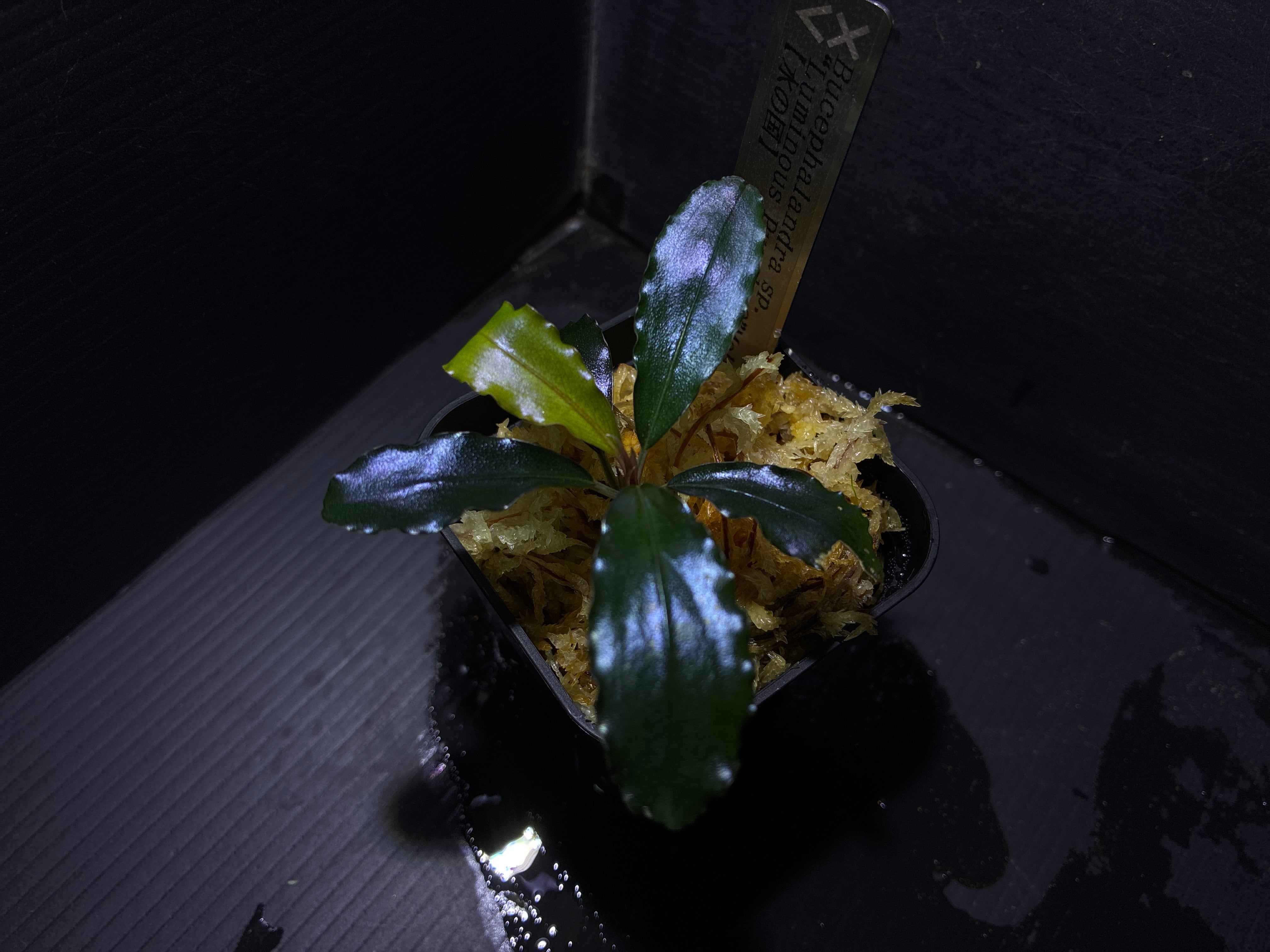 Biokimia(バイオキミア) ミズゴケ 5A ニュージーランド産 500g | AquaFocus