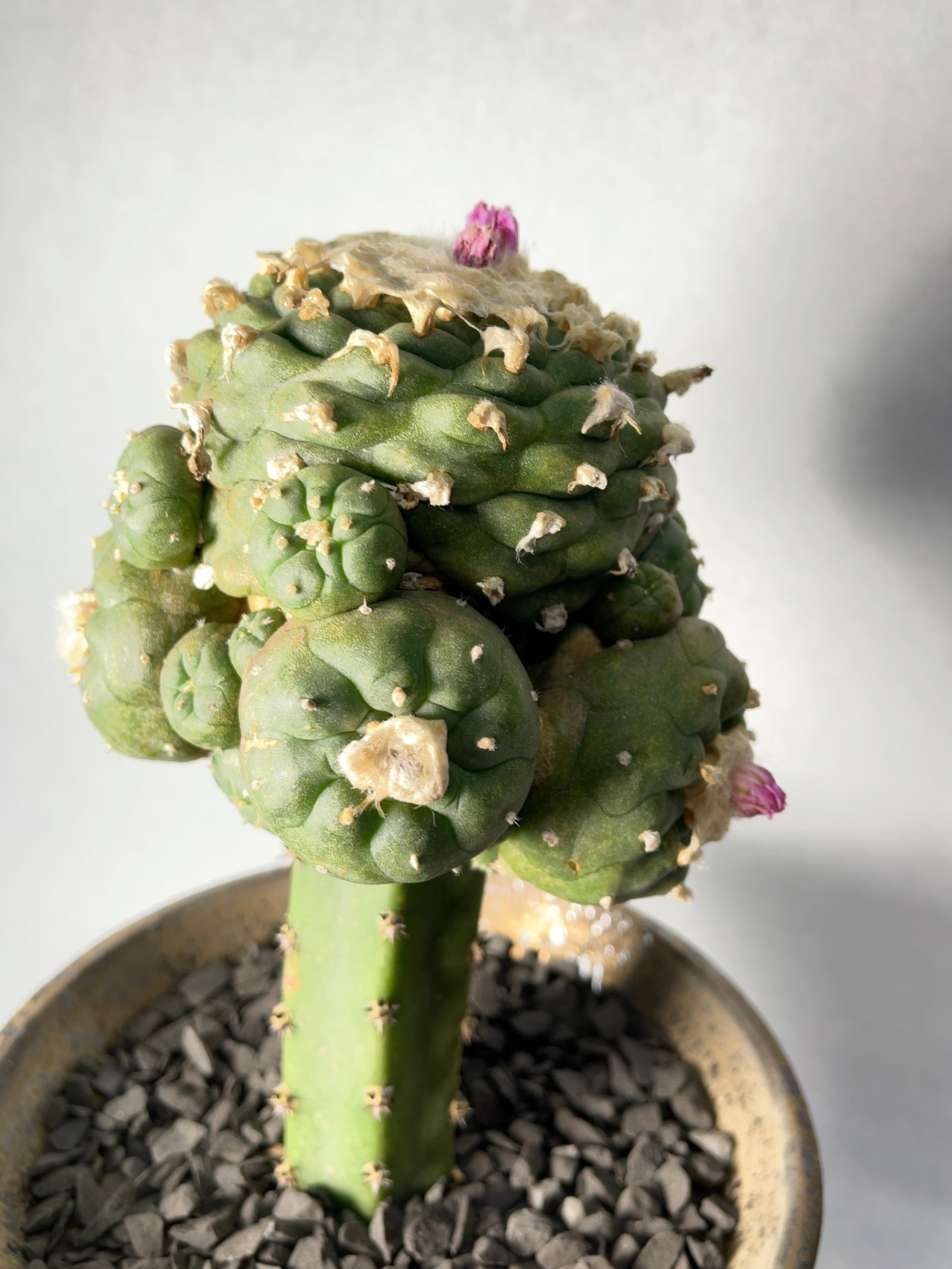 ロホホラ　銀冠玉モンスト　カキコ自根　サボテン ロホホラ属 銀冠玉 モンスト 自根 ロフォフォラの様子、疣銀冠玉の