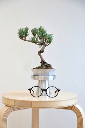 【S】五葉松 盆栽/Japanese white pine bonsai 　※陶器鉢付き