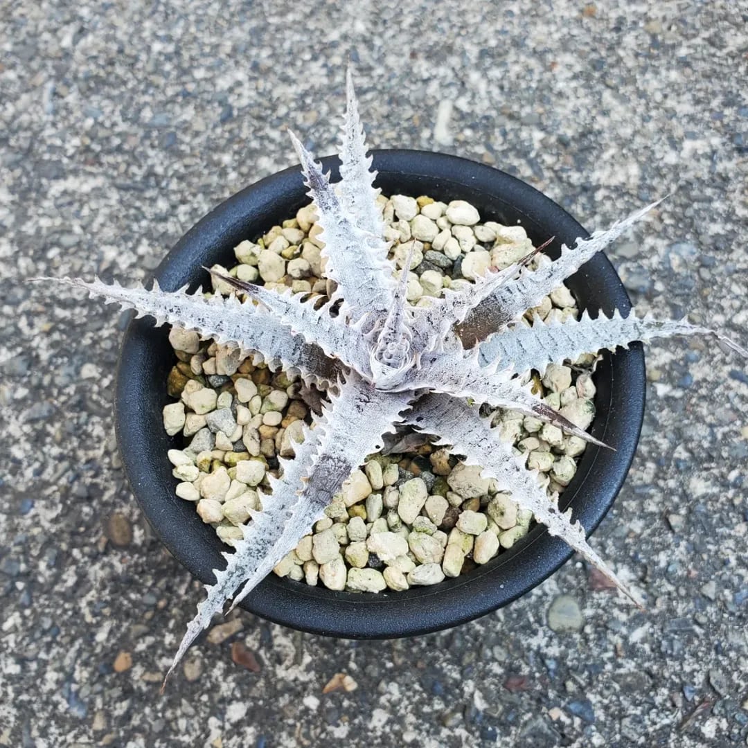 F00384_Aloe Hybrid（TCT）：アロエ・ハイブリッド（子株） | レア