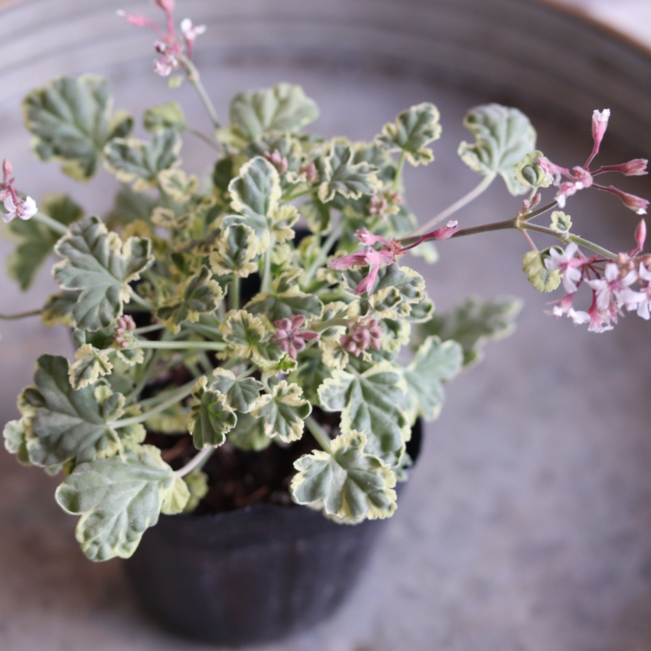 ナツメグゼラニューム　寄せ植えにオススメ　宿根草