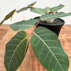 Phyllanthus mirabilis【フィランサス・ミラビリス】