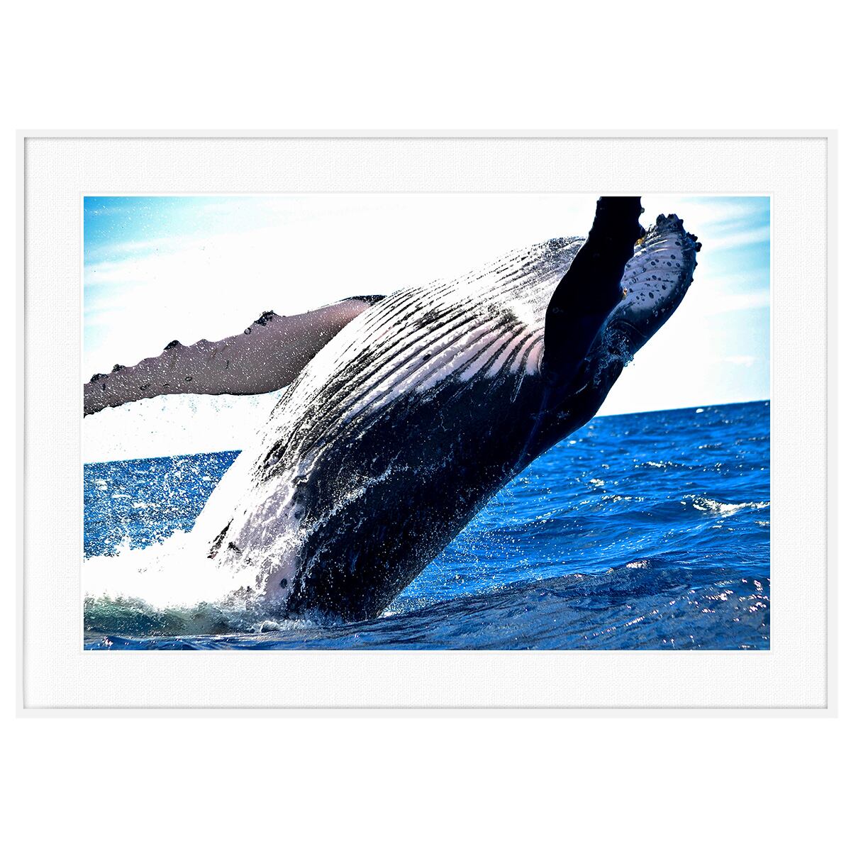 超美品ヘッダー付きPLANETX ジャンクジラ 最安！！超美品ヘッダー付きPLANETX ジャンクジラ 最安！！超美品ヘッダー