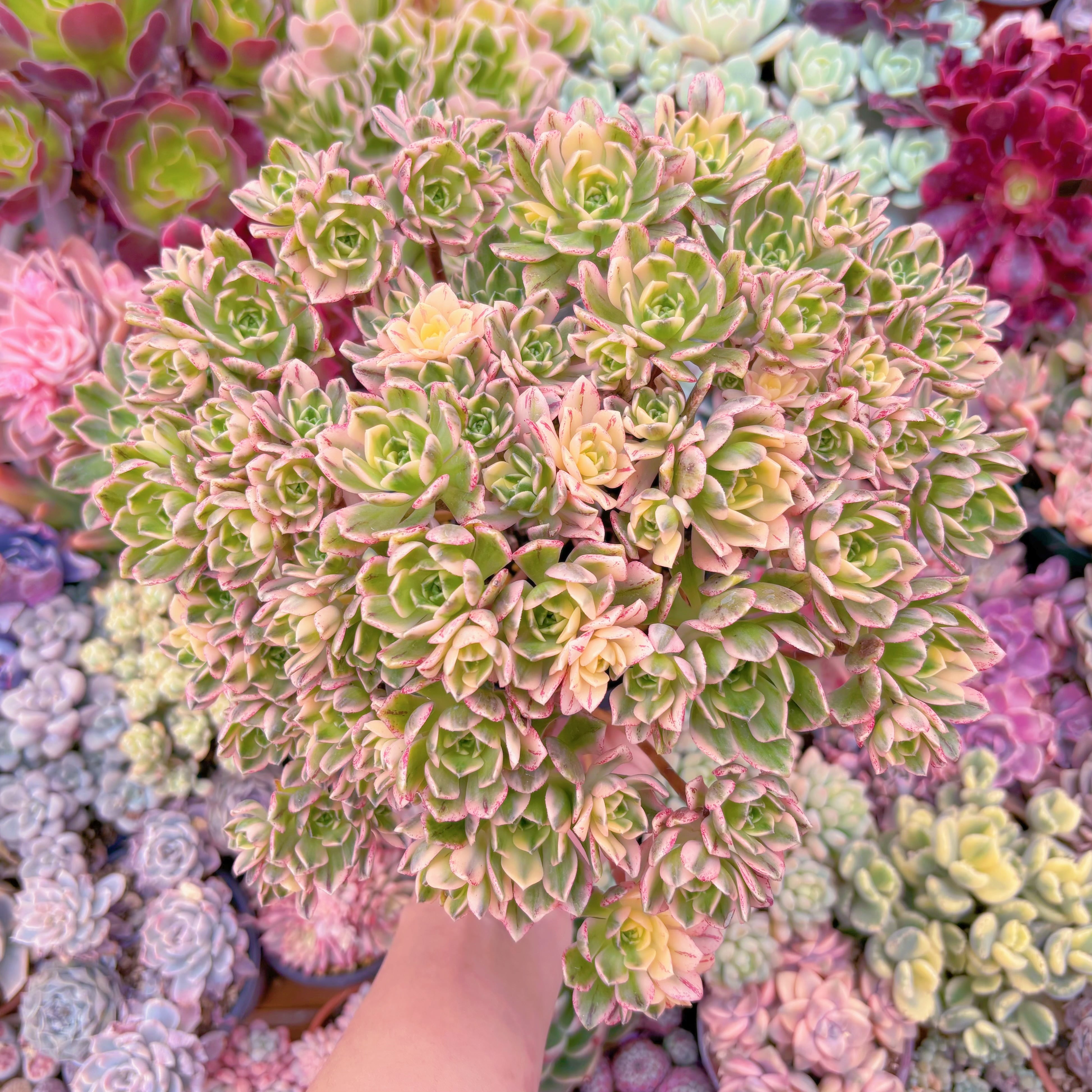 現品　sweet tea#771　特特大群生　るる農園