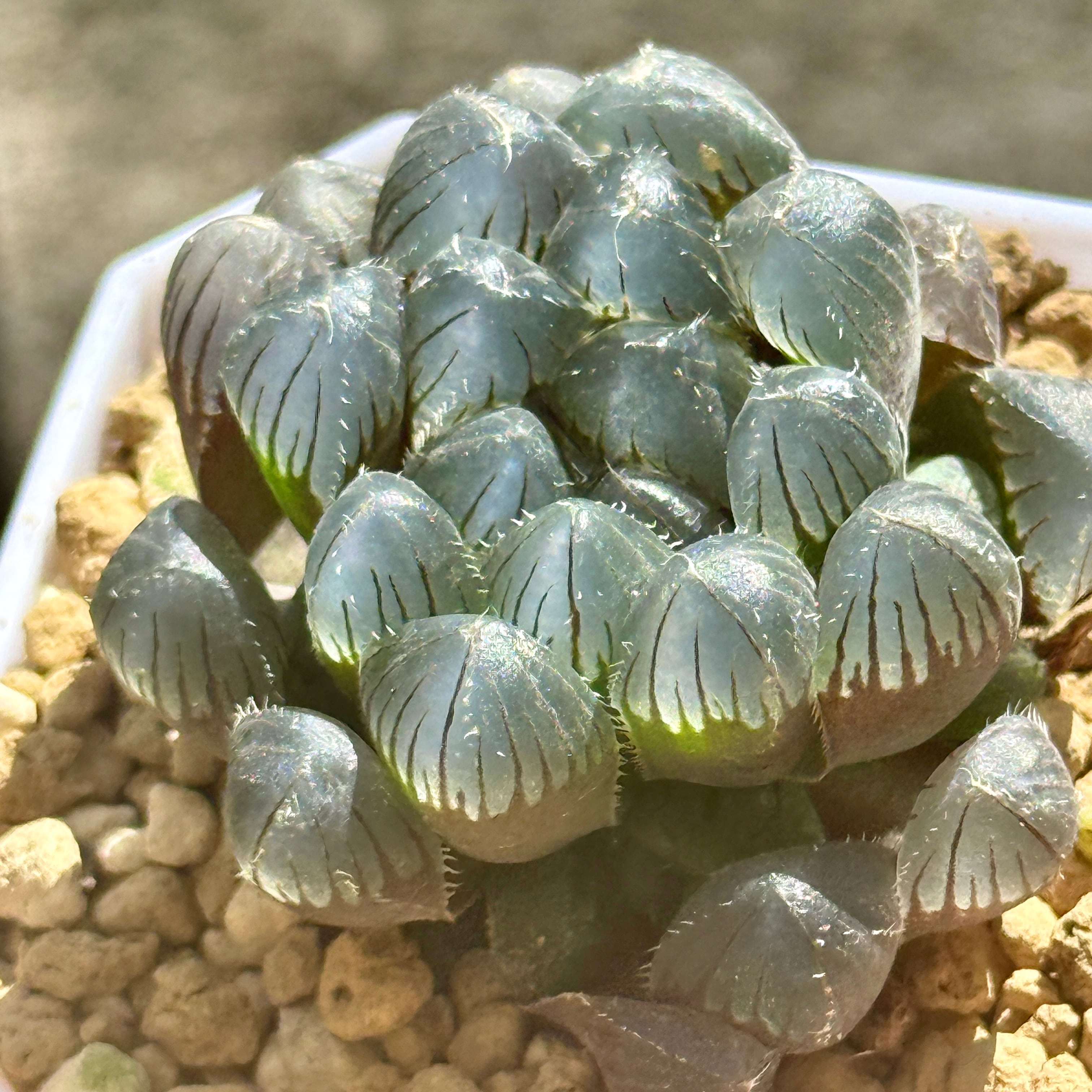珍しいハオ楽園