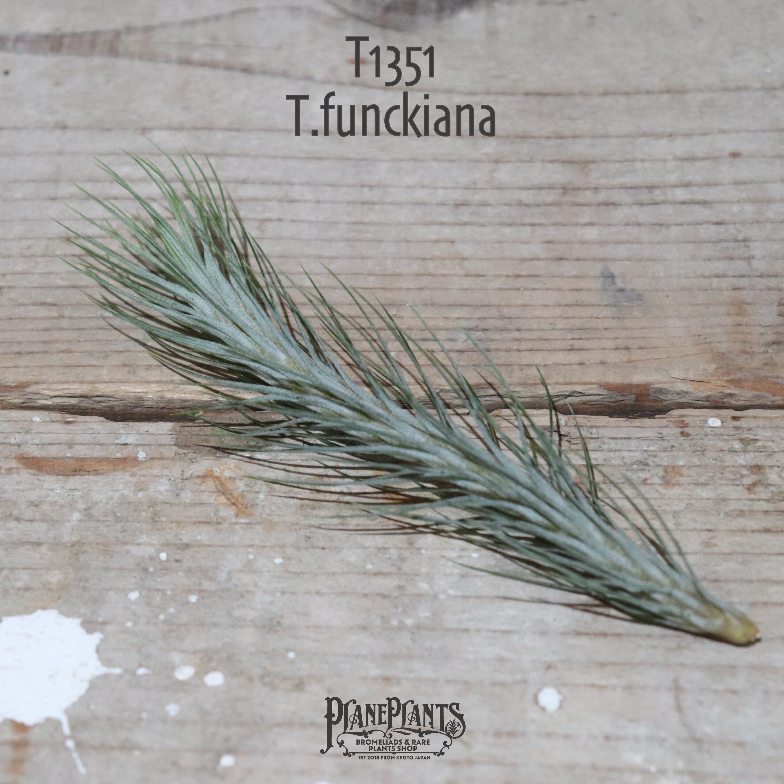 【送料無料】フンキアナ 〔エアプランツ〕現品発送T1351