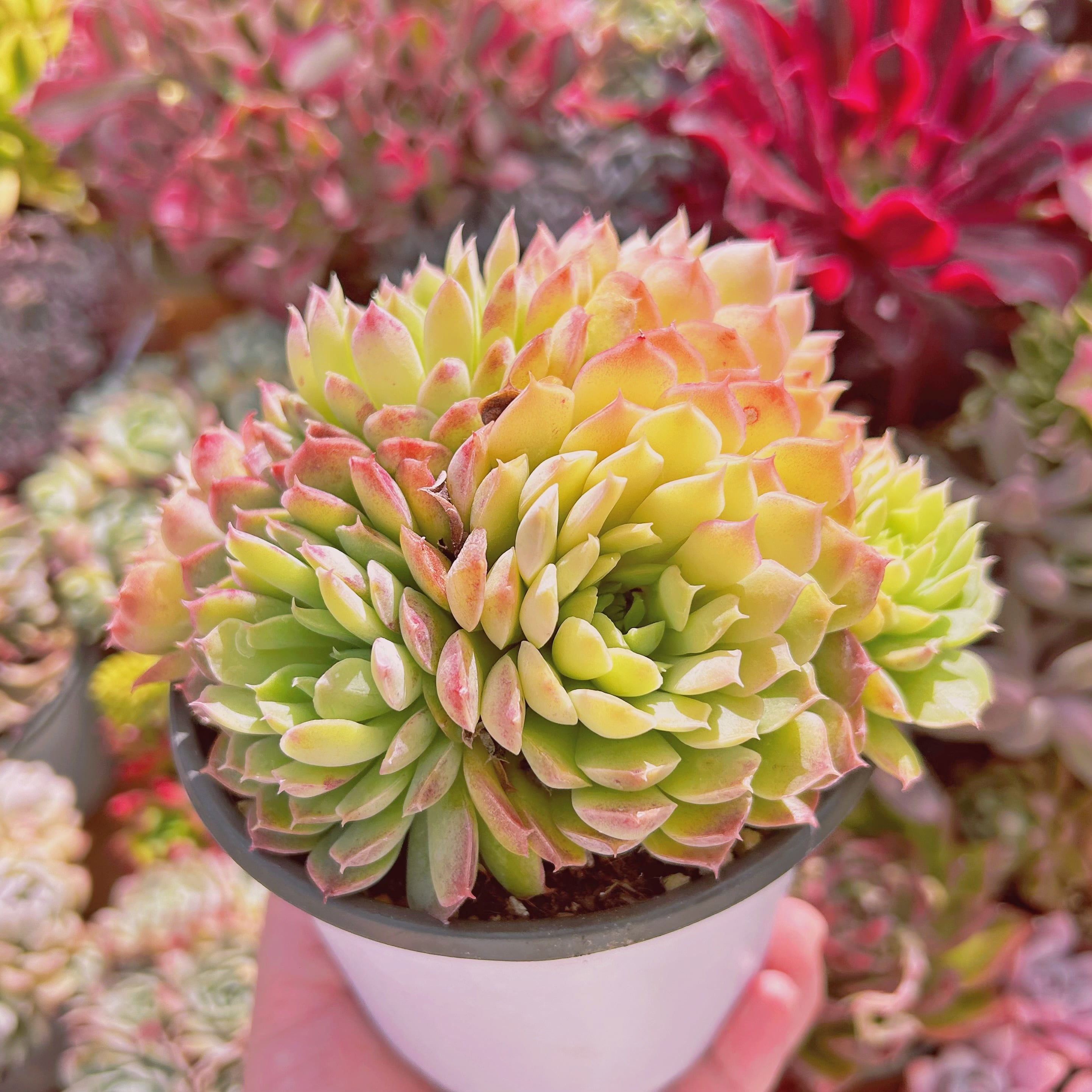 888現物 多肉植物 レッドホール 特大群生 抜き苗 | るる農園~多肉植物専門