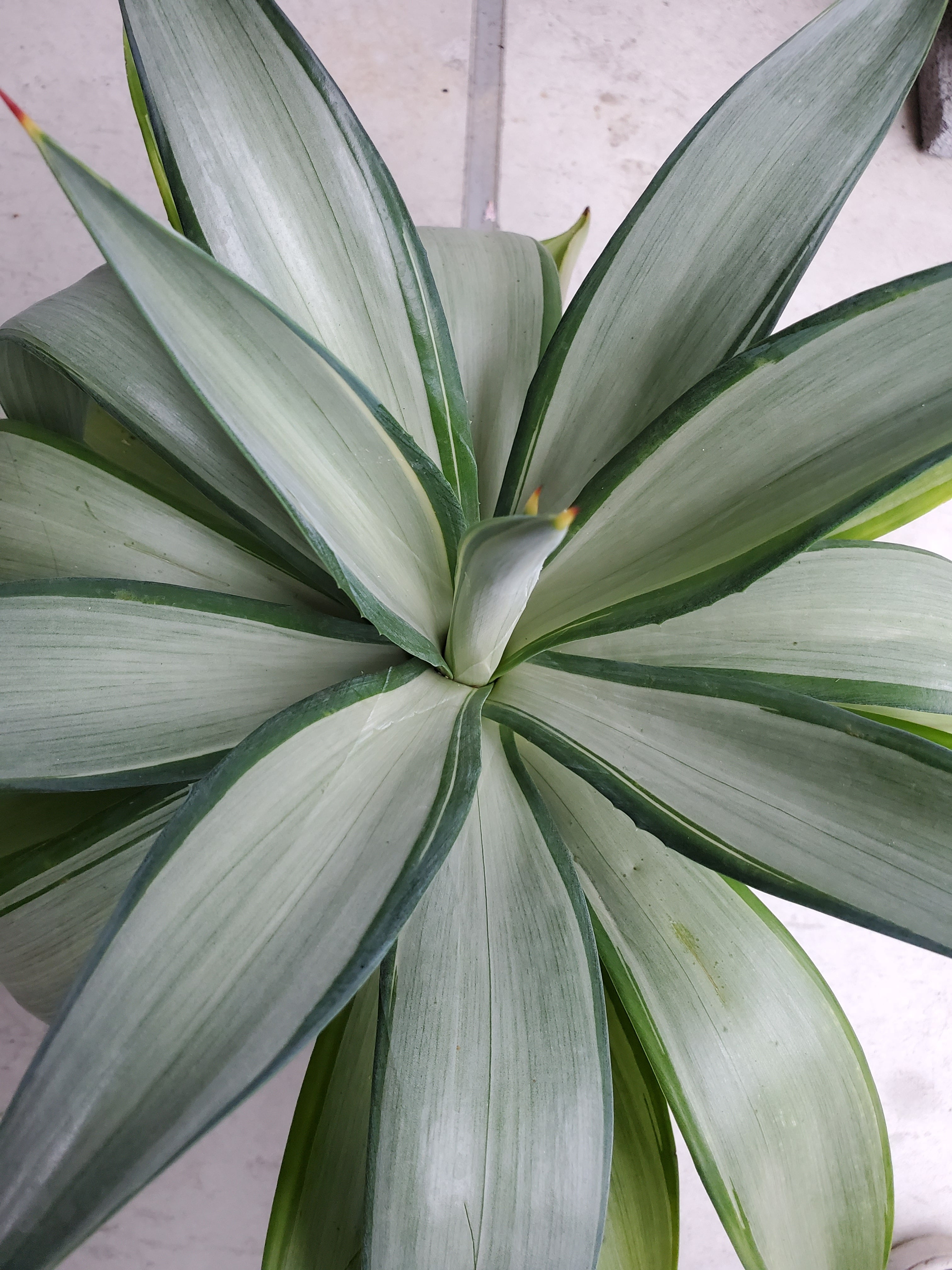 Agave desmetiana Quick Silver【artPLANTs】アガベ/Agabe