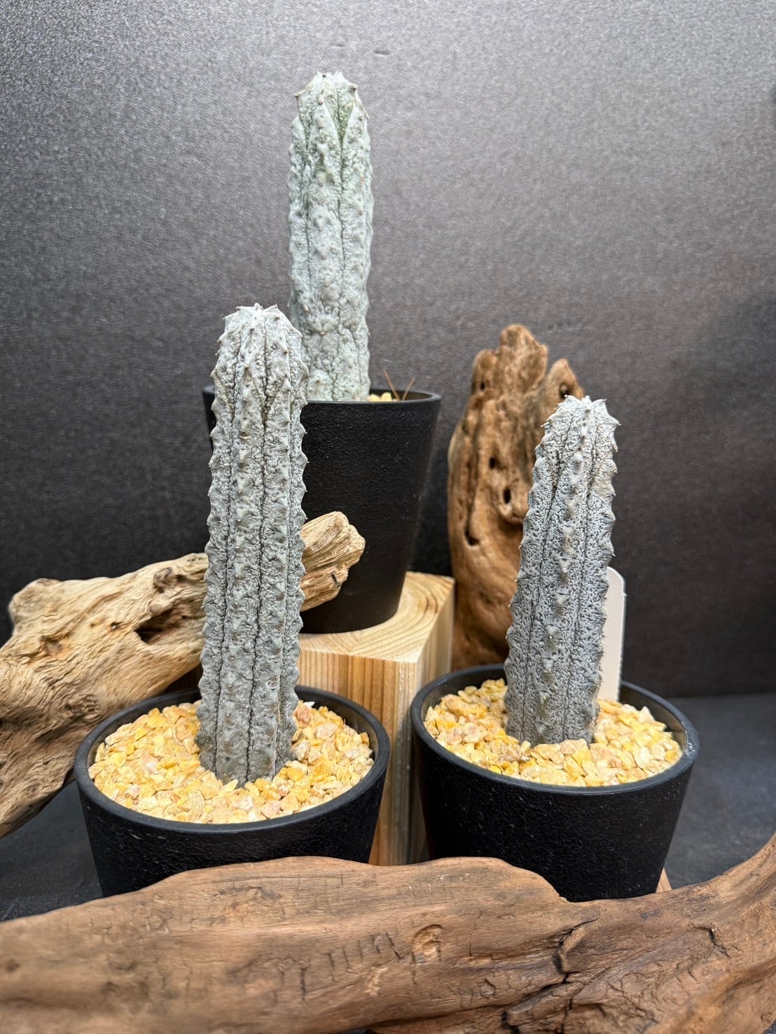 アブデルクリ ユーフォルビア 多肉植物 3.5号 | 観葉植物と雑貨のお店
