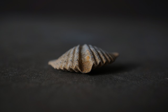 ポーランド産腕足類化石 Eleutherokomma diluvianoides 2074