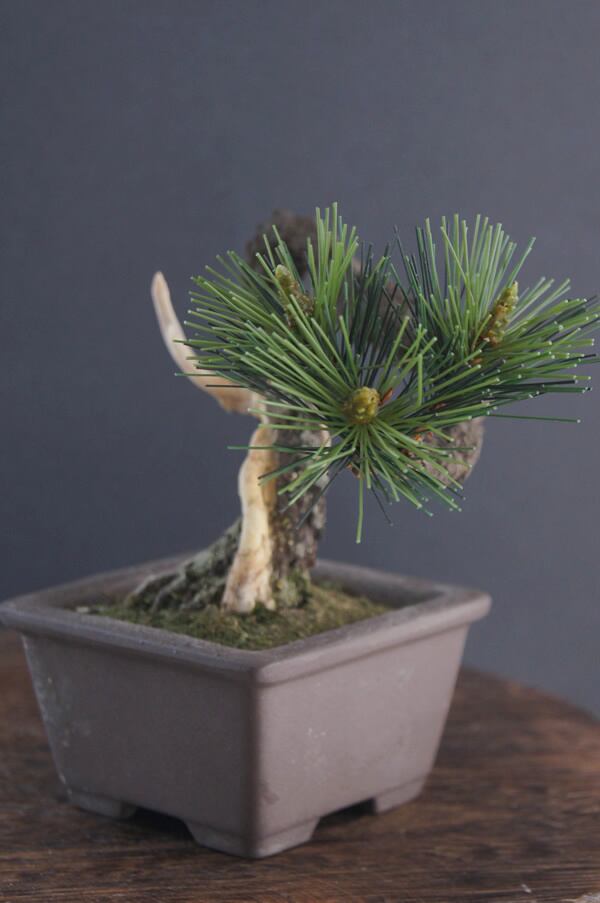 盆栽 松 Pinetree Bonsai #94 | Oh! BONSAI