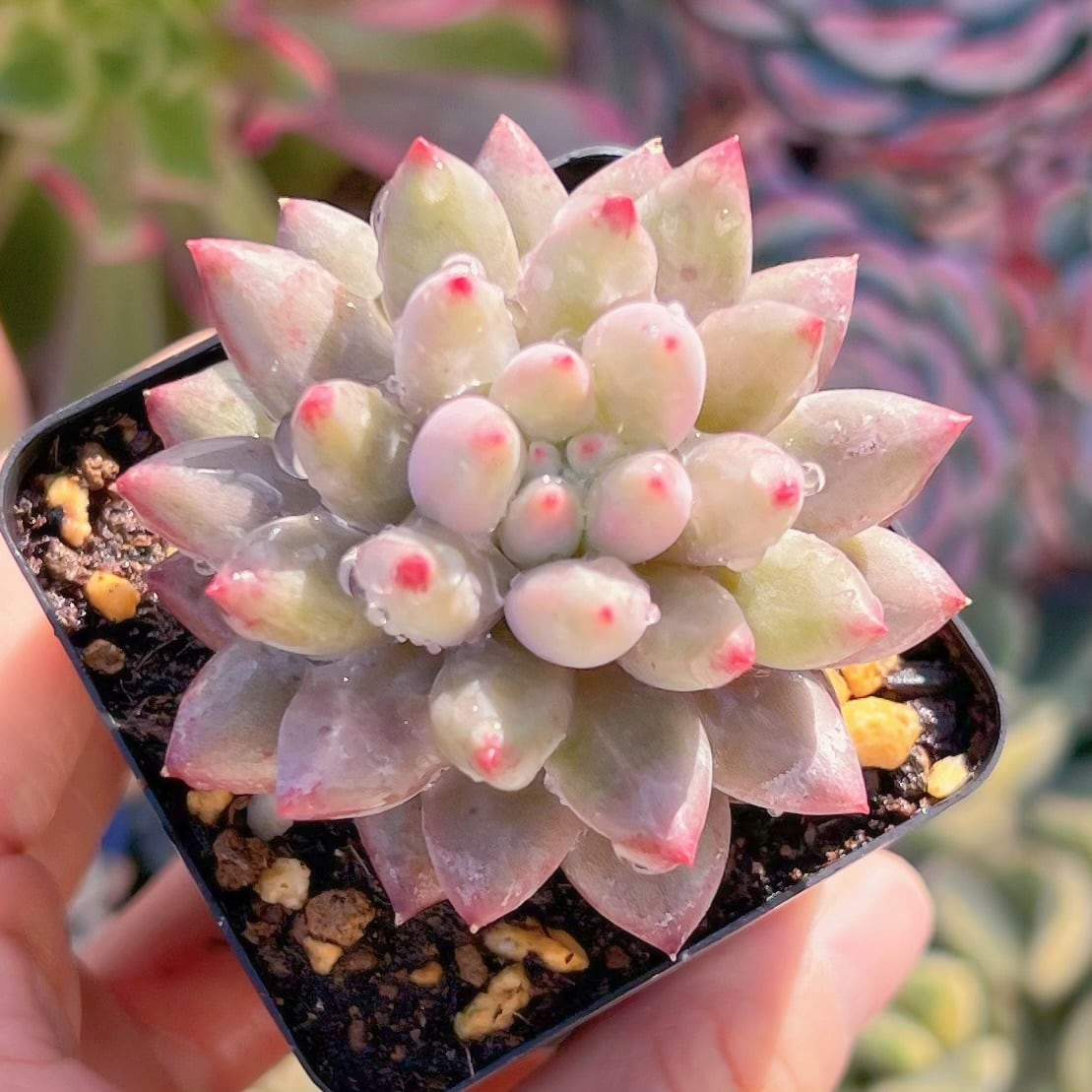 現品　金魚姫#820   るる農園