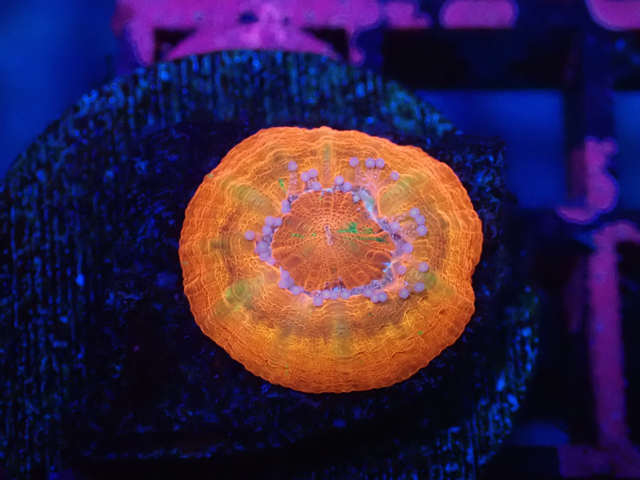 Scolymia Baby "HiendUltra" RedUFO