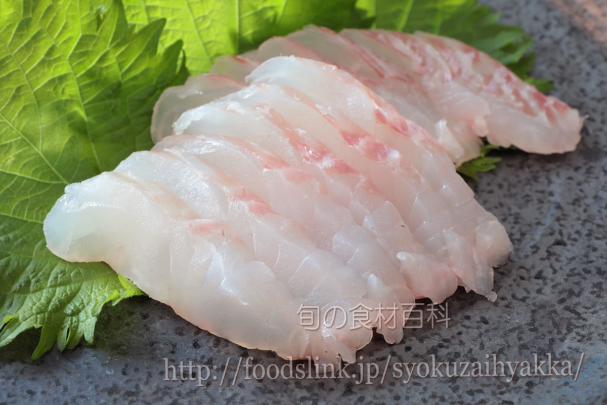 マハタの料理写真 刺身 mahata024 | 旬の食材百科 ロイヤリティーフリー画像素材