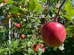 馬糞を活用して栽培したUMAPPLE2kg ※施設