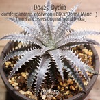 【抜き苗送料無料】domfelicianensis x (dawsonii BBCx ‘Donna Marie’)〔ディッキア〕現品発送D0425