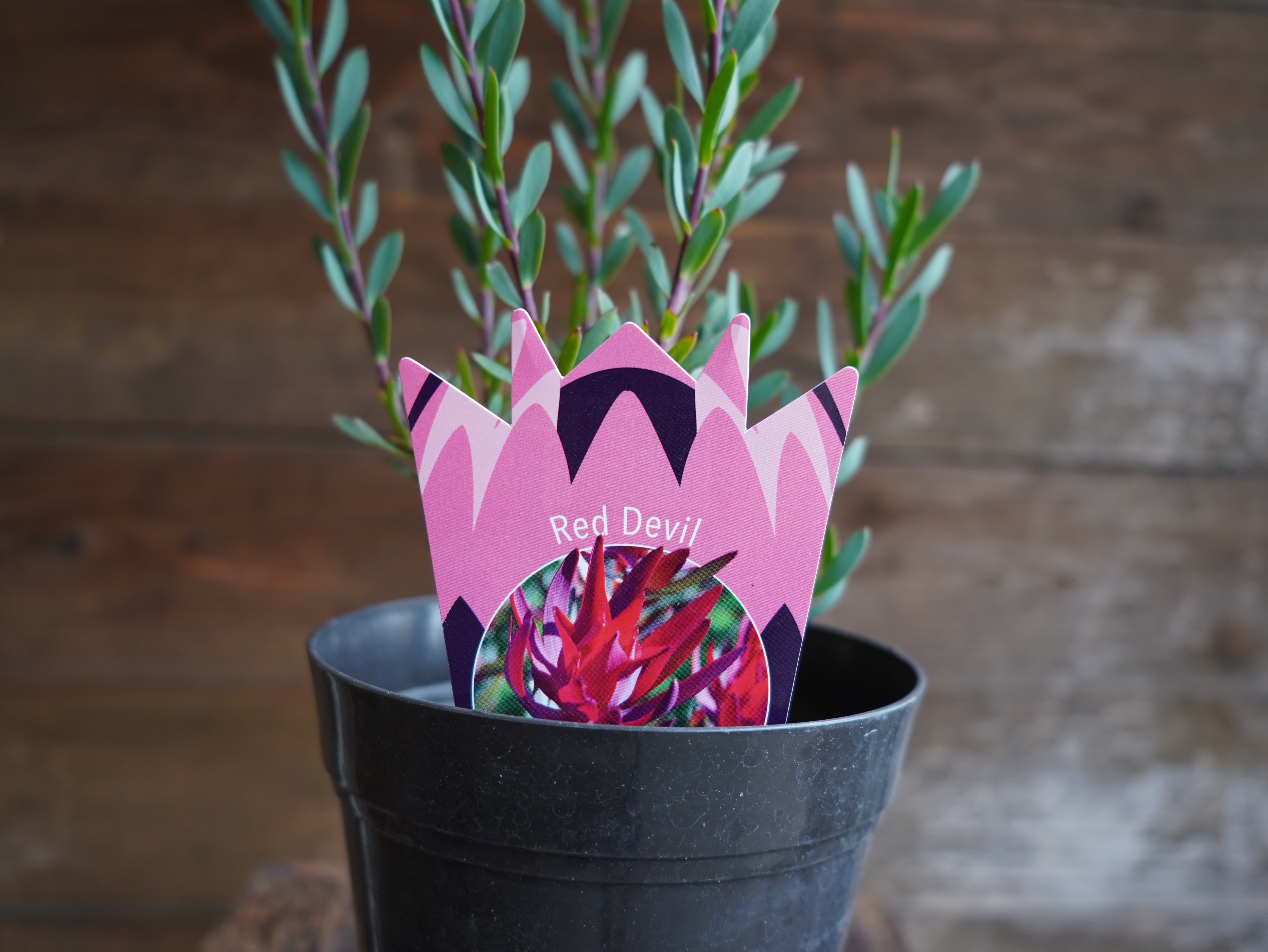 【現物】リューカデンドロン ”Red Devil”