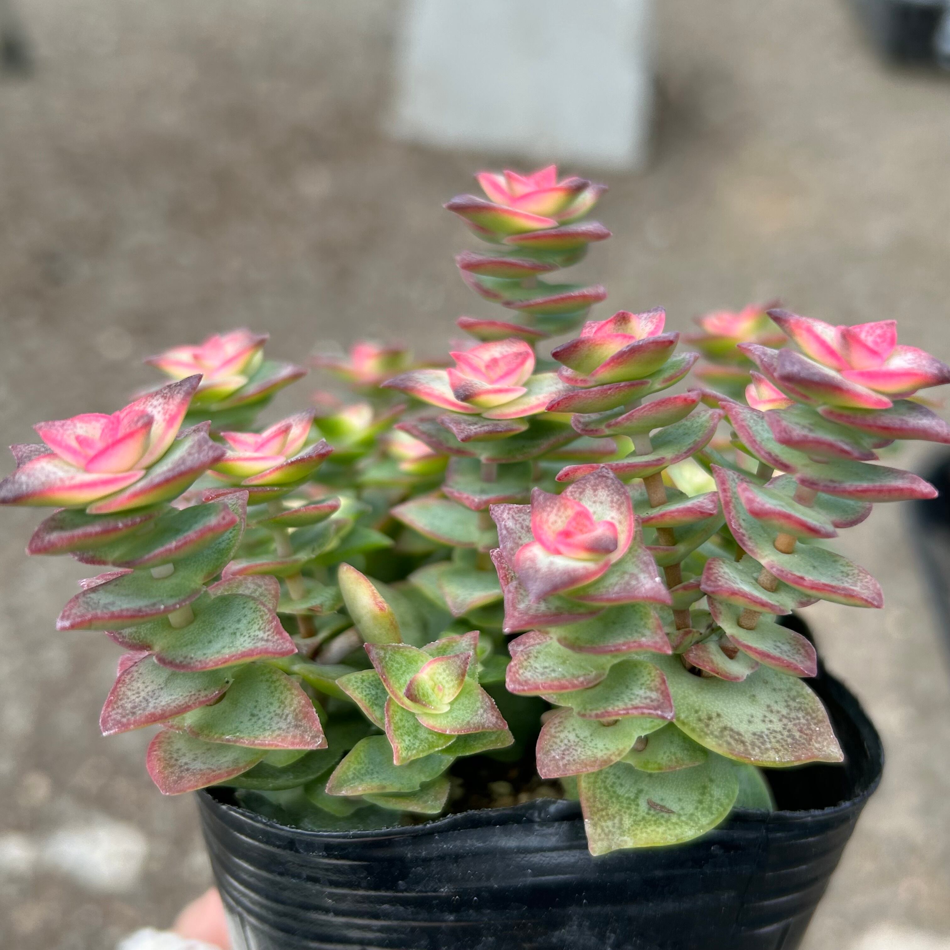 十字星 | RuPo 多肉植物専門店