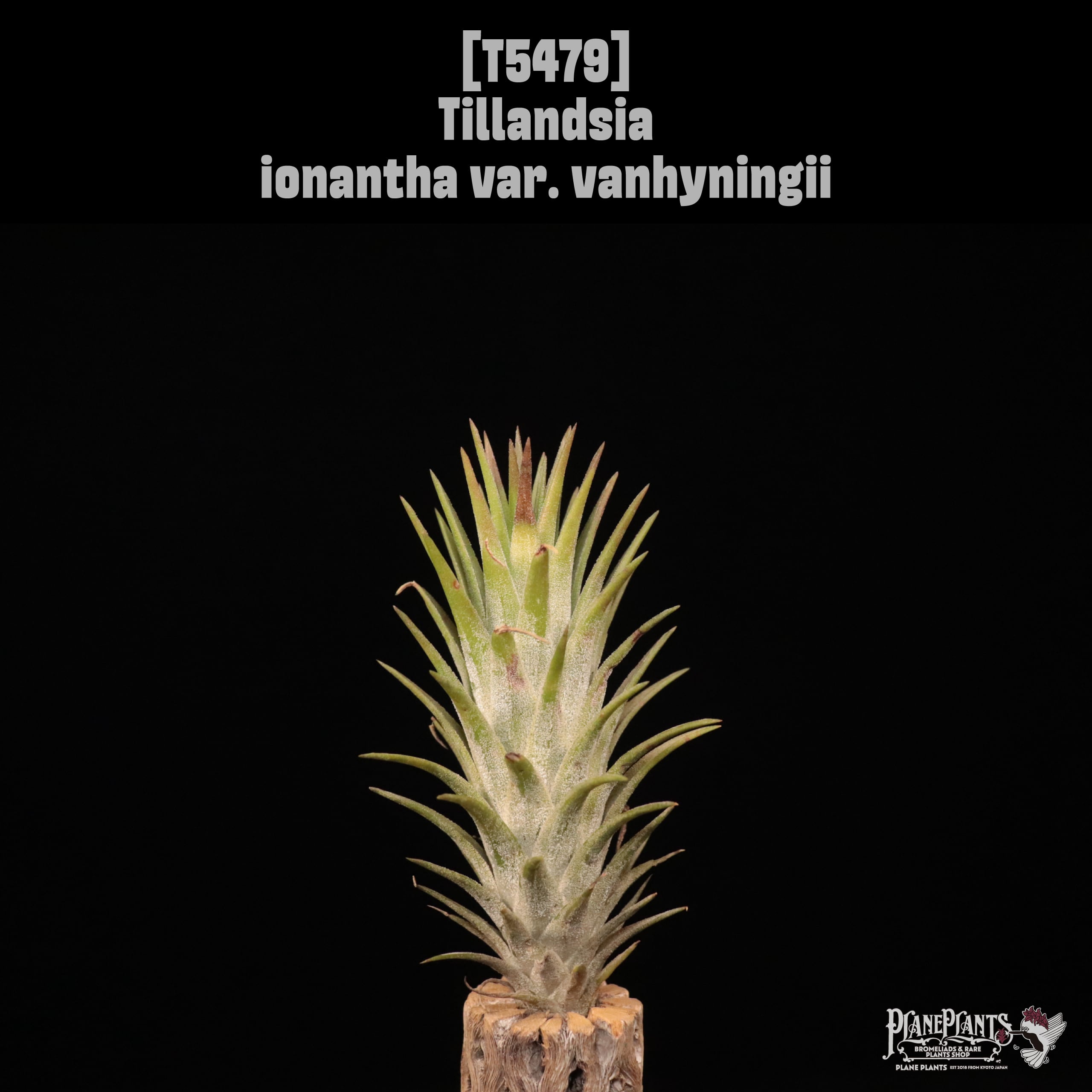【送料無料】ionantha var. vanhyningii〔エアプランツ〕現品発送T5479