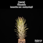 【送料無料】ionantha var. vanhyningii〔エアプランツ〕現品発送T5479