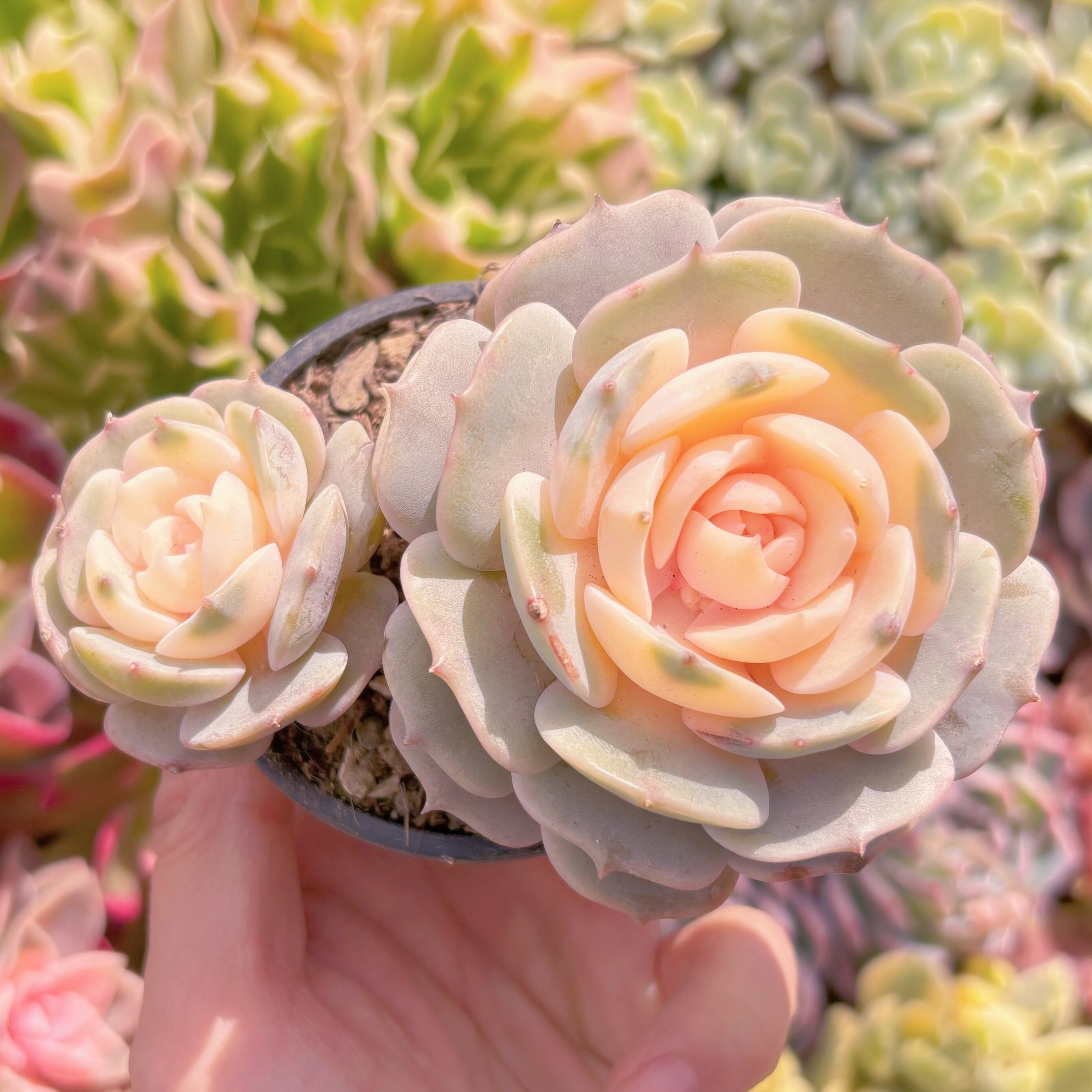 現品　ローラ錦#003　群生　るる農園