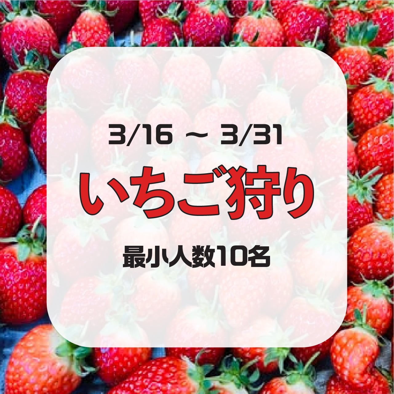 3/16～3/31】いちご狩り11時-15時（1回30分・10名以上より受付