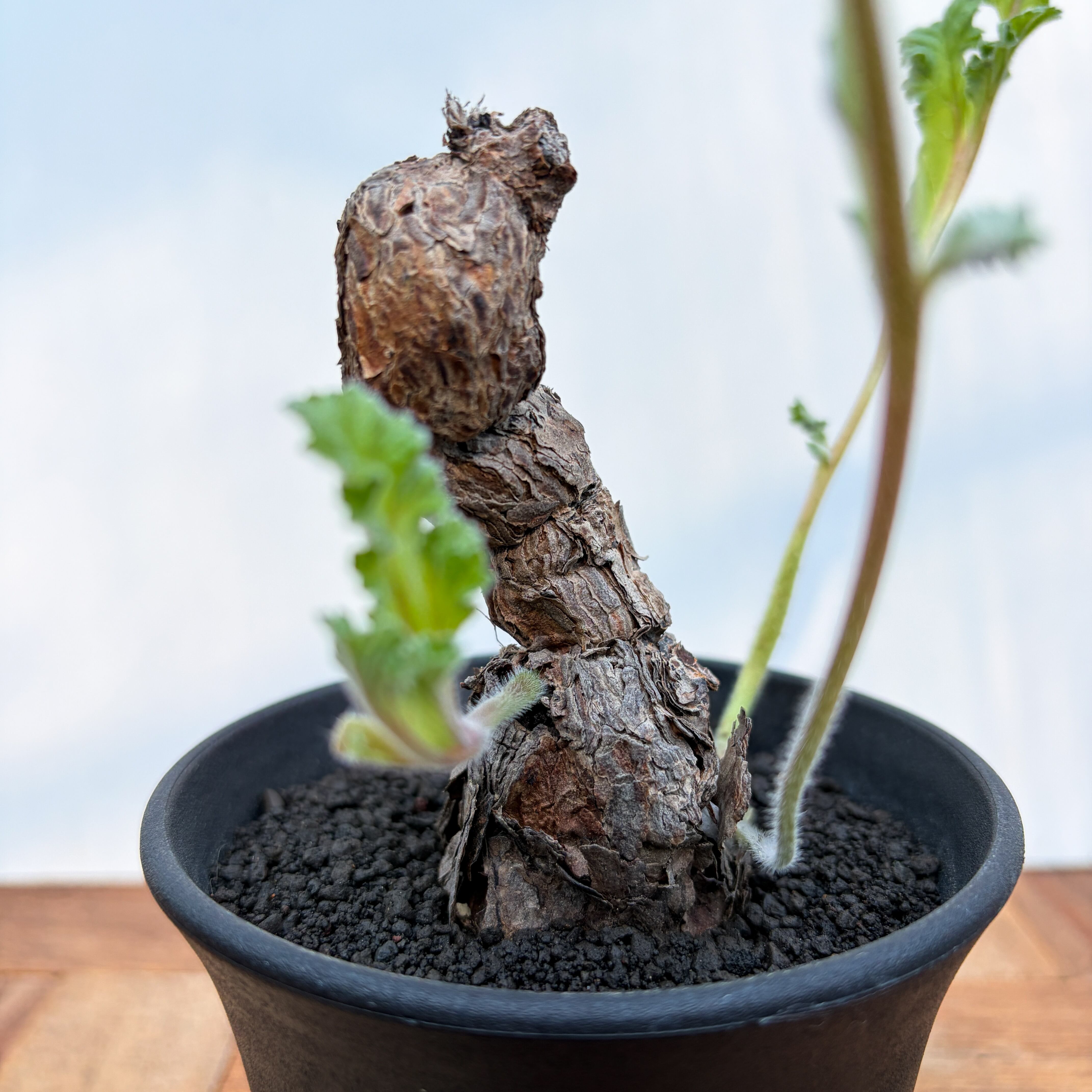 ペラルゴニウム　ロバツム　現地球　発根済み　現27 Pelargonium Lobatum【ペラルゴニウム・ロバツム】 | RIMO'S GREEN