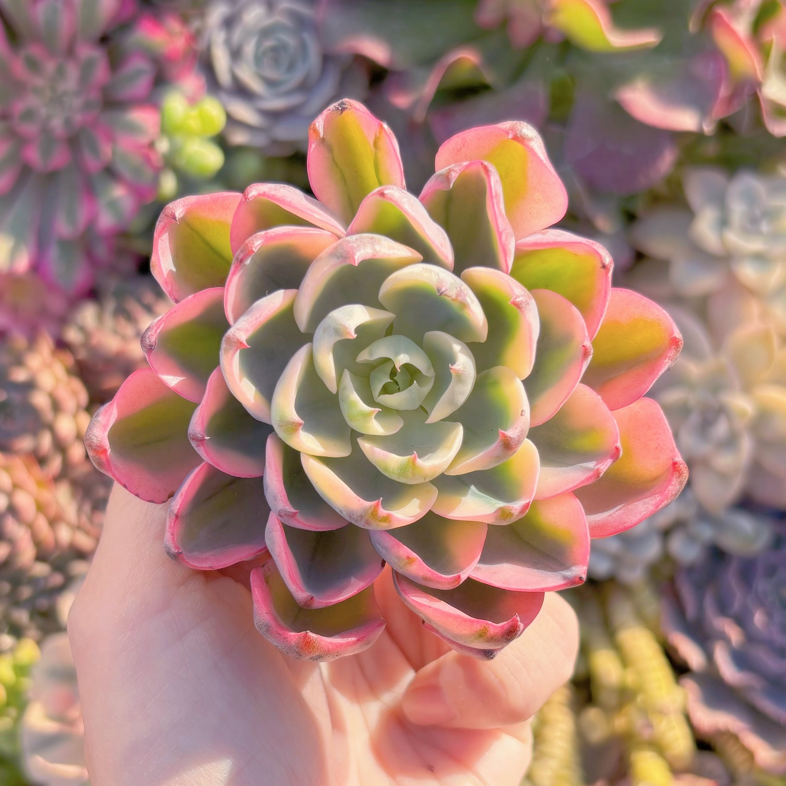 多肉植物　新品種　涙無痕（なみだむこん）　新入荷　るる農園