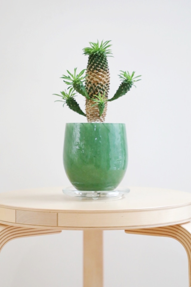 【S】峨眉鉄/Euphorbia 　※陶器鉢付き