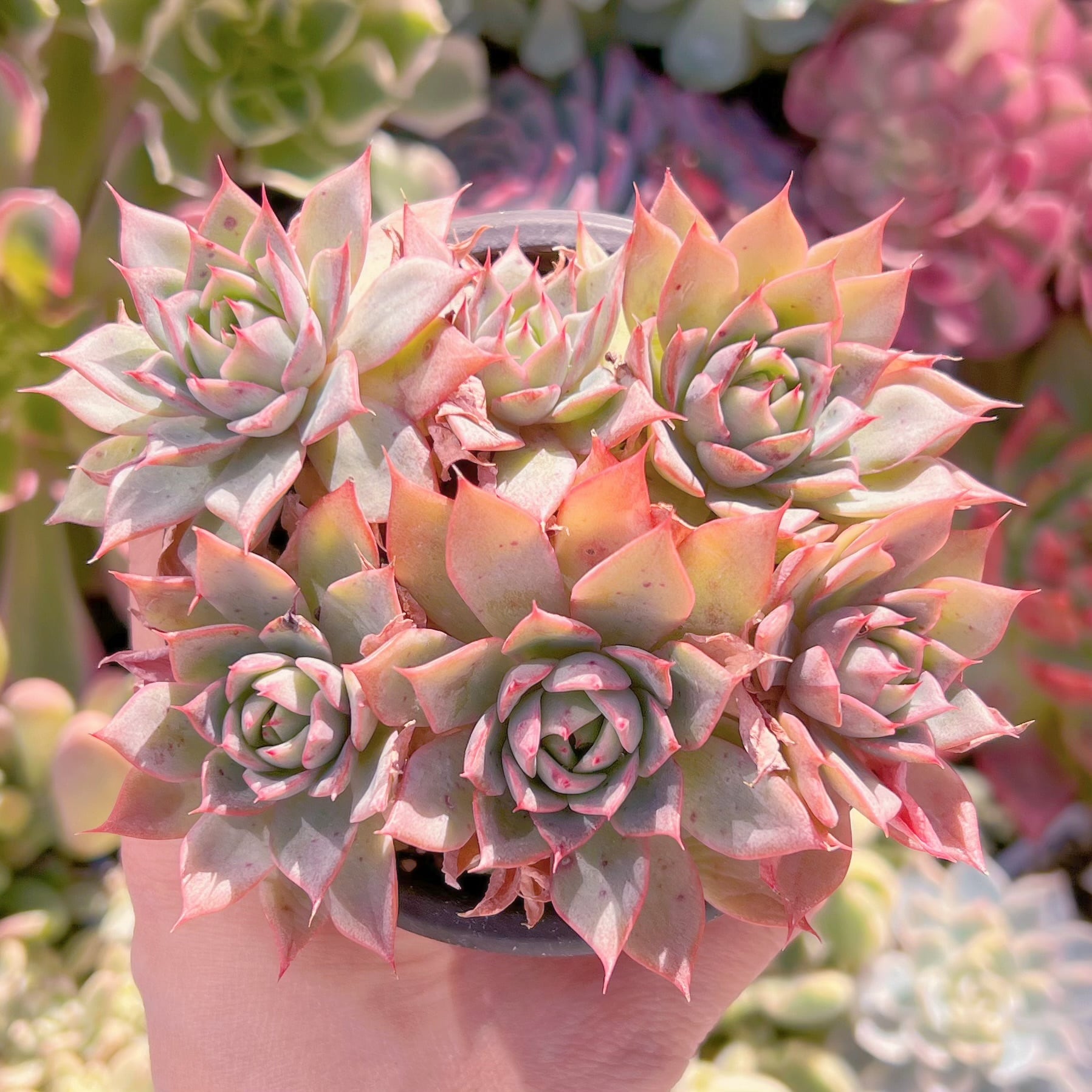 現品　リンゼアナ#778　古株　るる農園