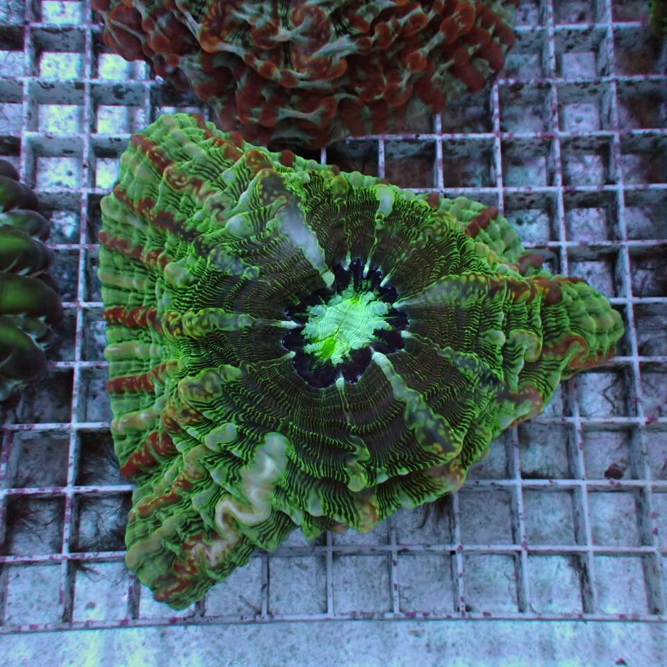 コハナガタサンゴ | HOUSE REEF(ハウスリーフ)サンゴ・海水魚・海藻