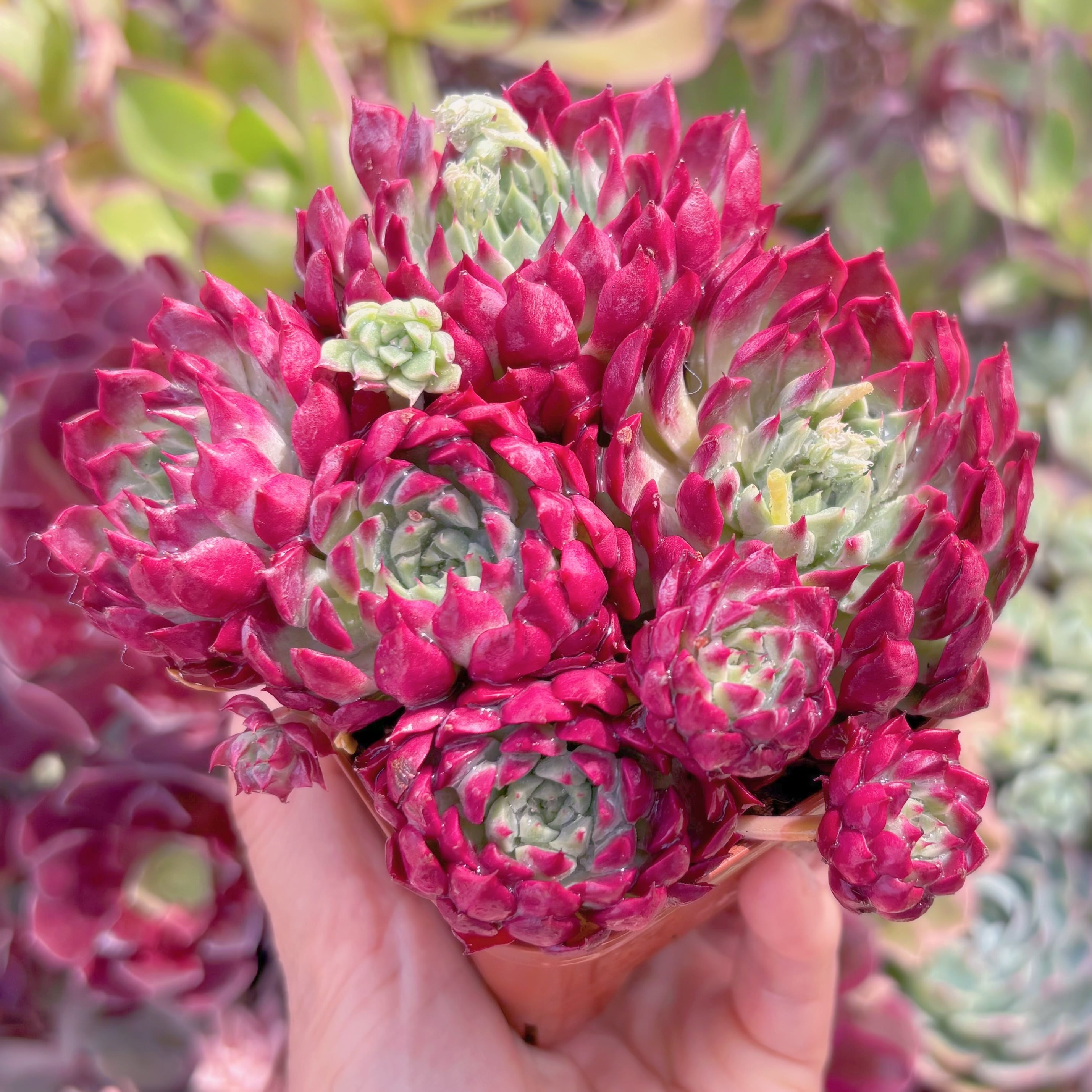 現品　 Ready stock Echeveria#1005　群生　新入荷　るる農園