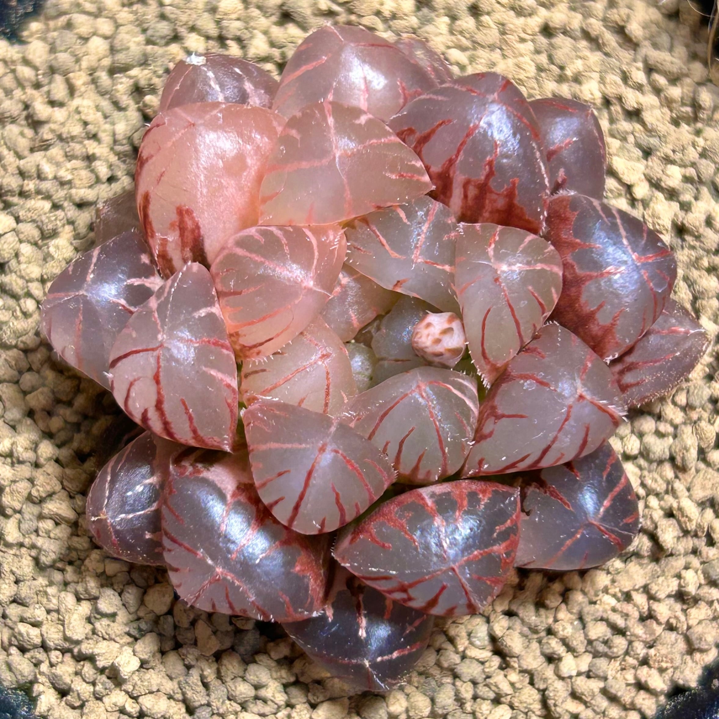 錦 | RuPo 多肉植物専門店