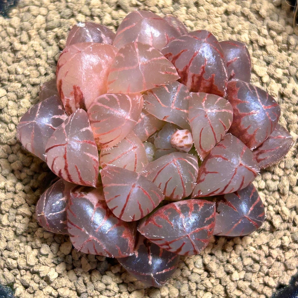 T) ブルーレンズ オブツーサ錦 ハオルチア | RuPo 多肉植物専門店