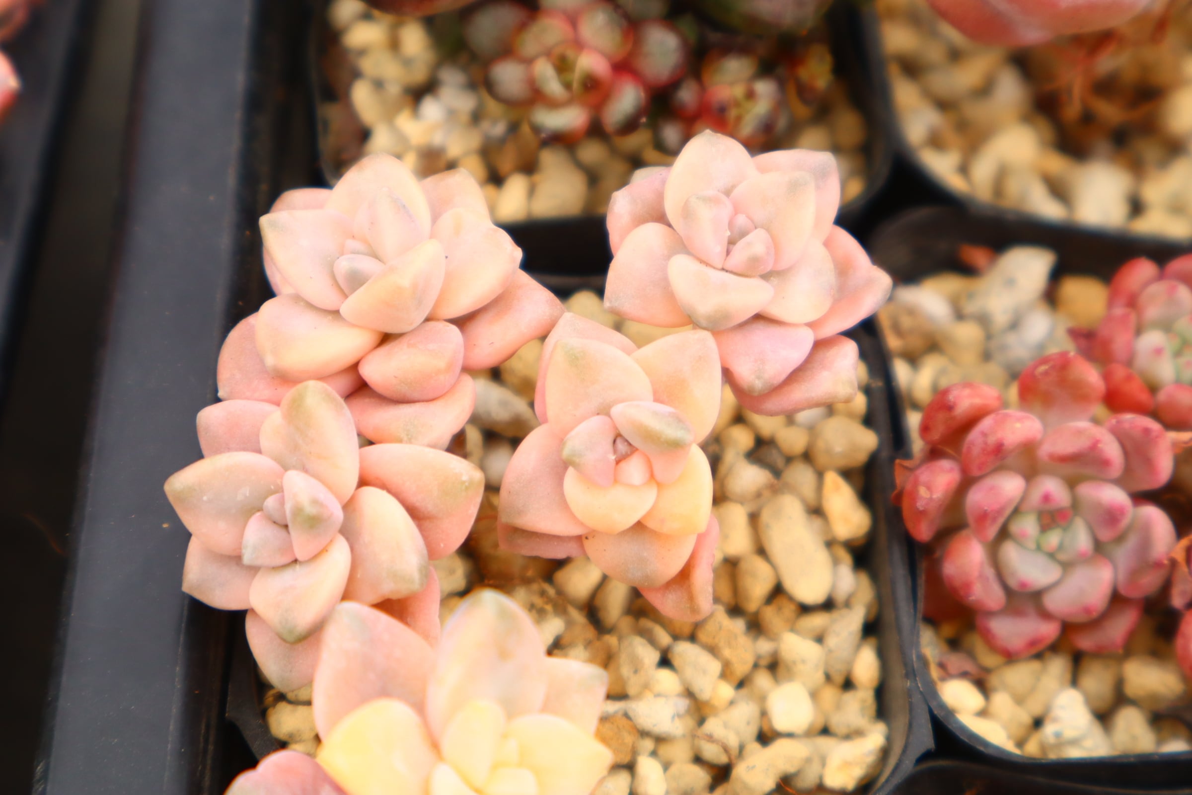 二代目大和高原の多肉屋