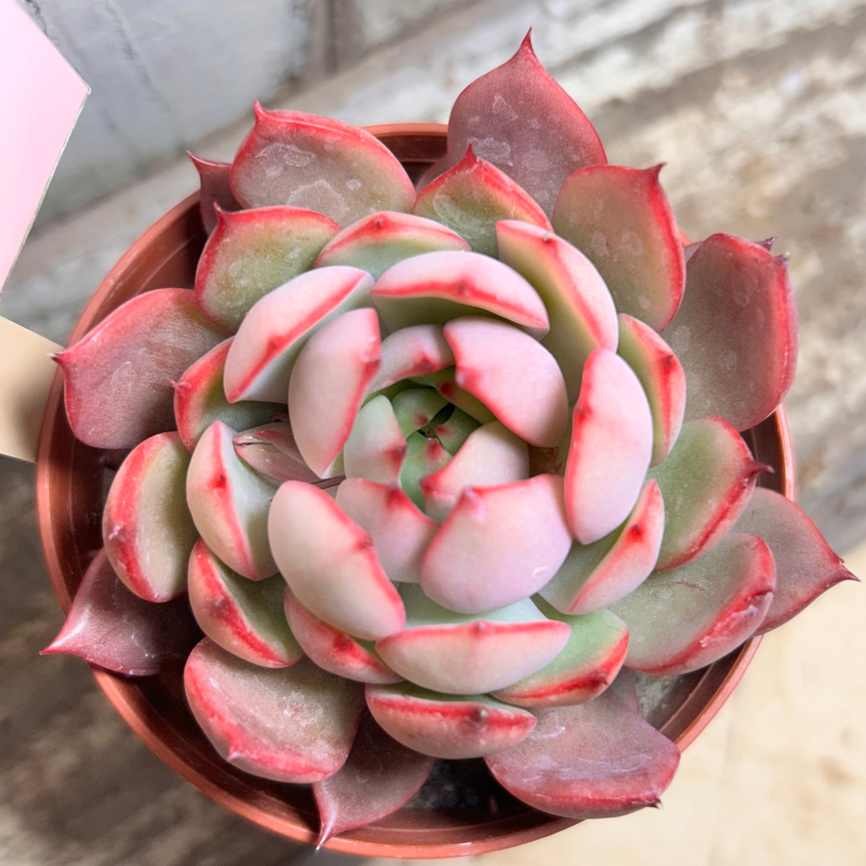 ピンクドラゴン | RuPo 多肉植物専門店