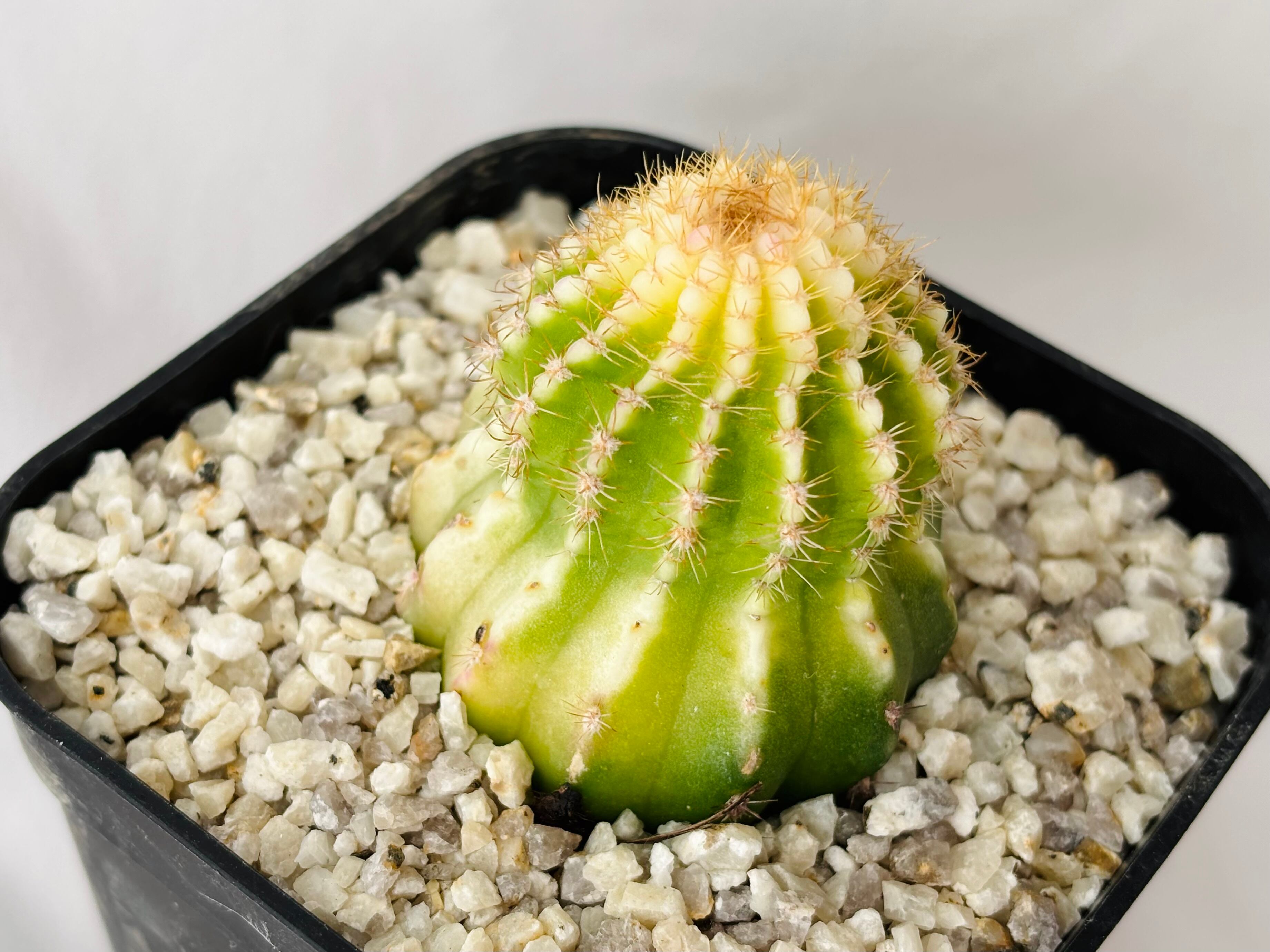 スルコレブチアsp イエロー花♬カキコ2つ スルコレブチアsp イエロー花♬カキコ2つ サボテン スルコレブチアsp